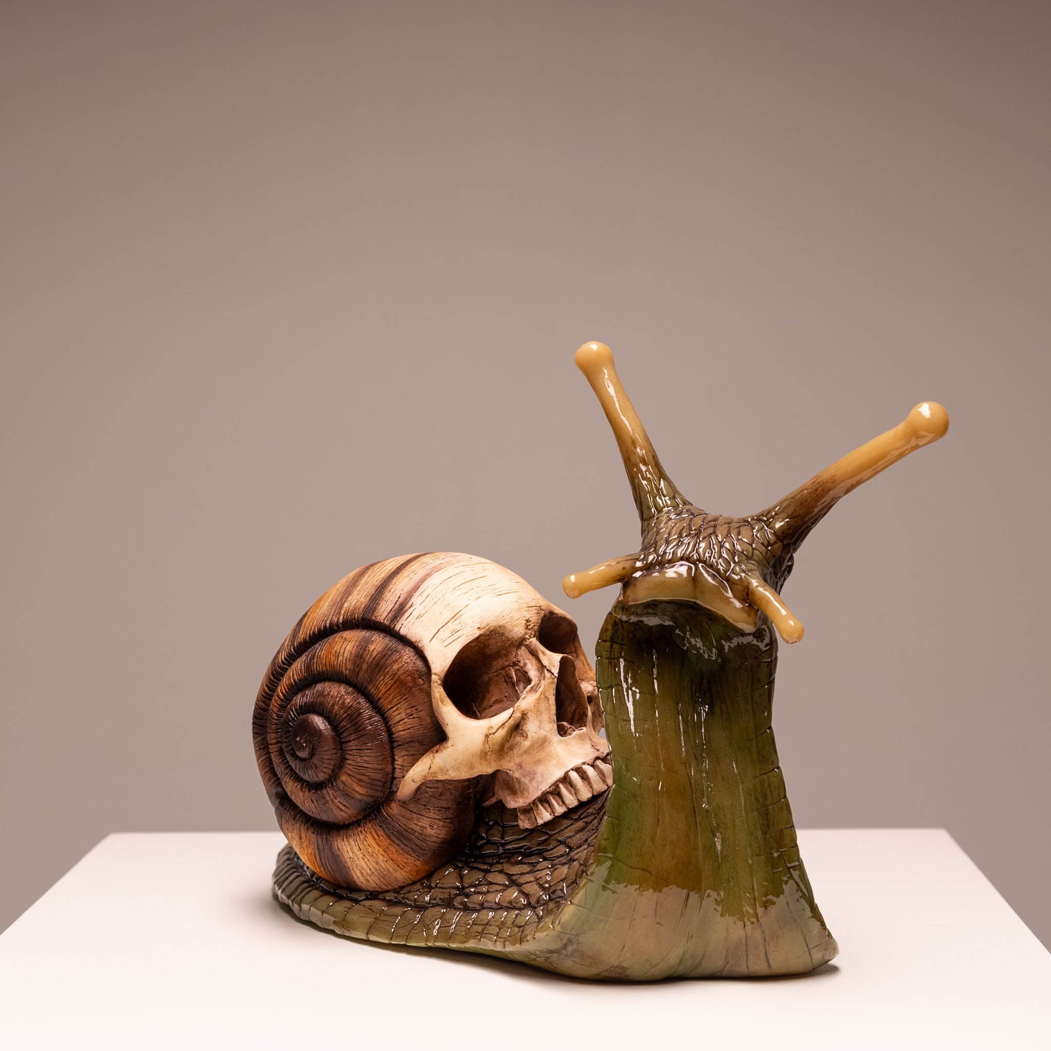 Snail Skull