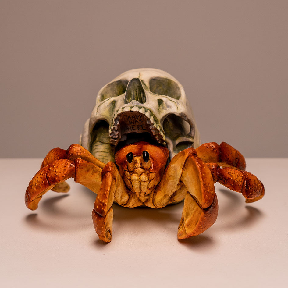 Hermit Crab Skull