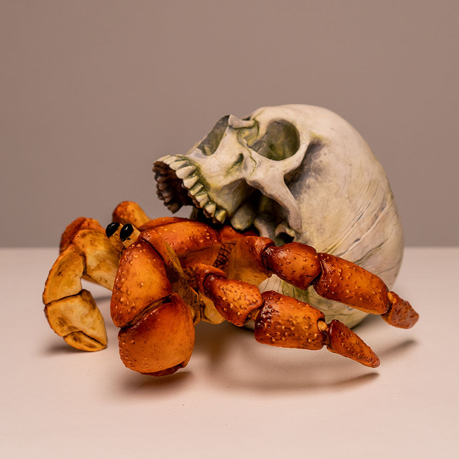 Hermit Crab Skull