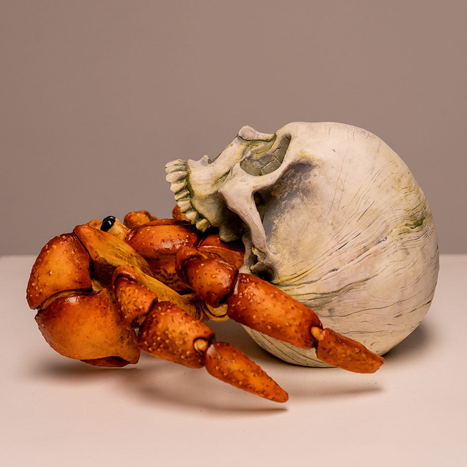 Hermit Crab Skull