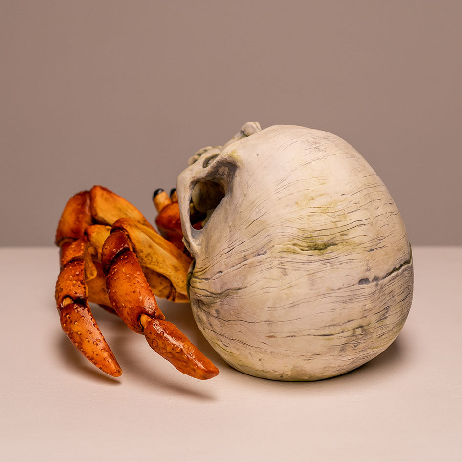 Hermit Crab Skull