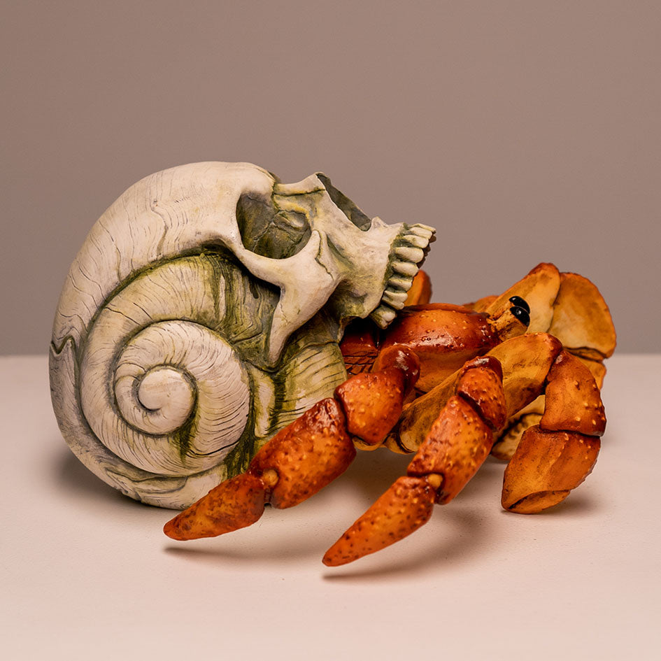Hermit Crab Skull