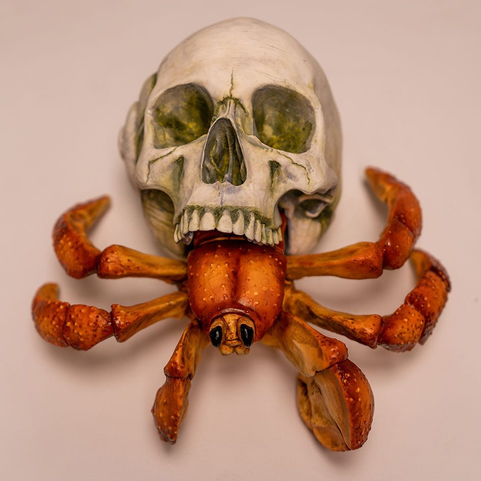 Hermit Crab Skull