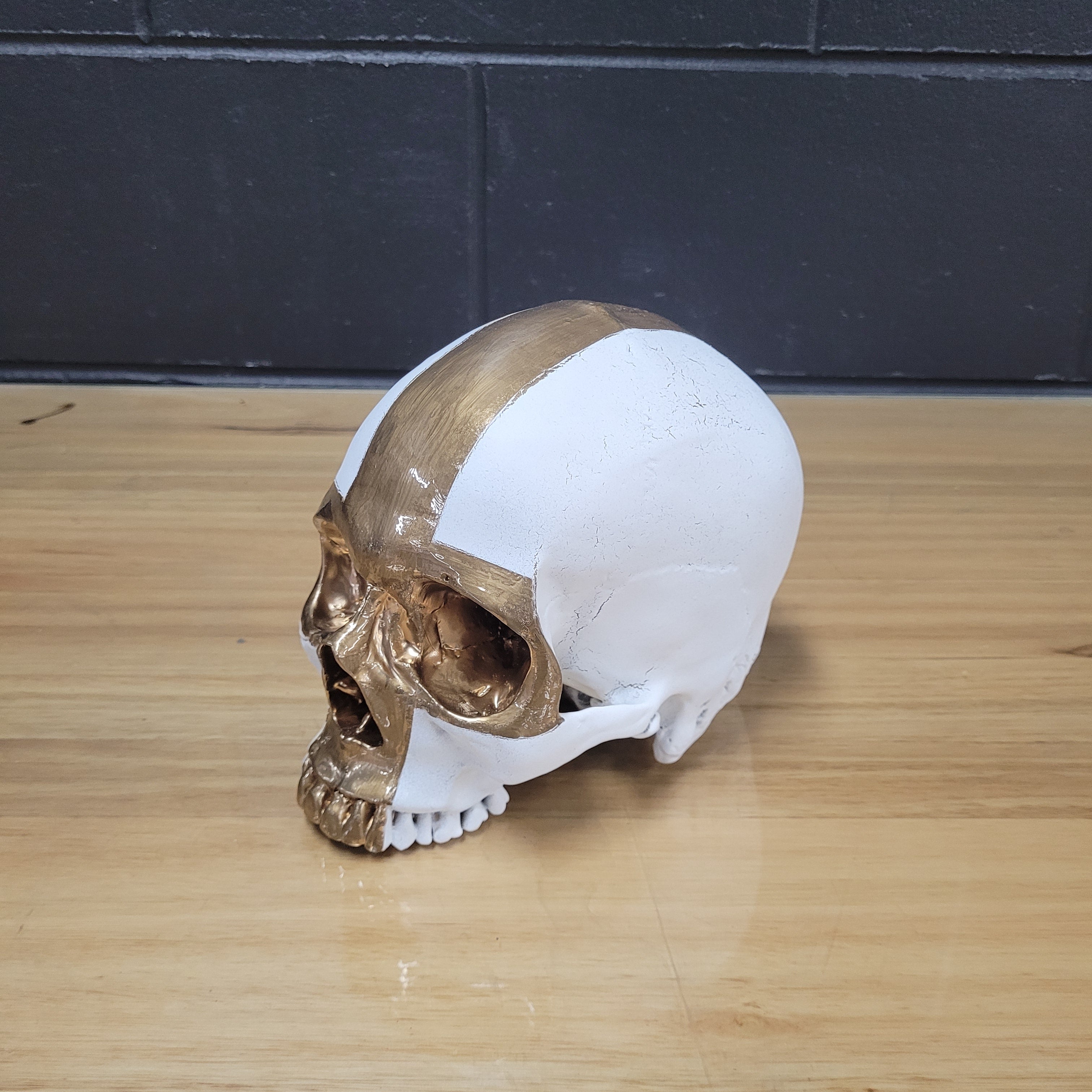 Human Skull O&E (1)