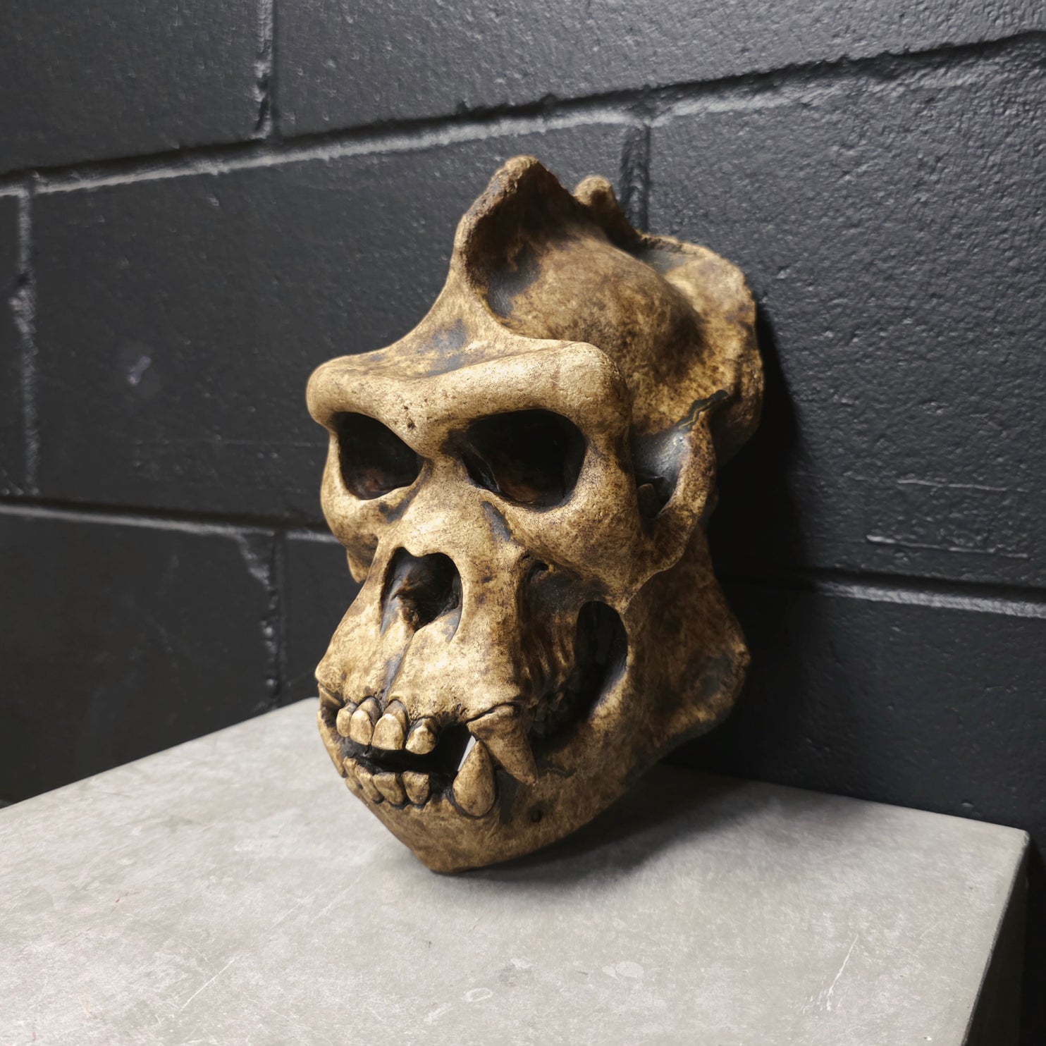 Silverback - Bone [DISCONTINUED]