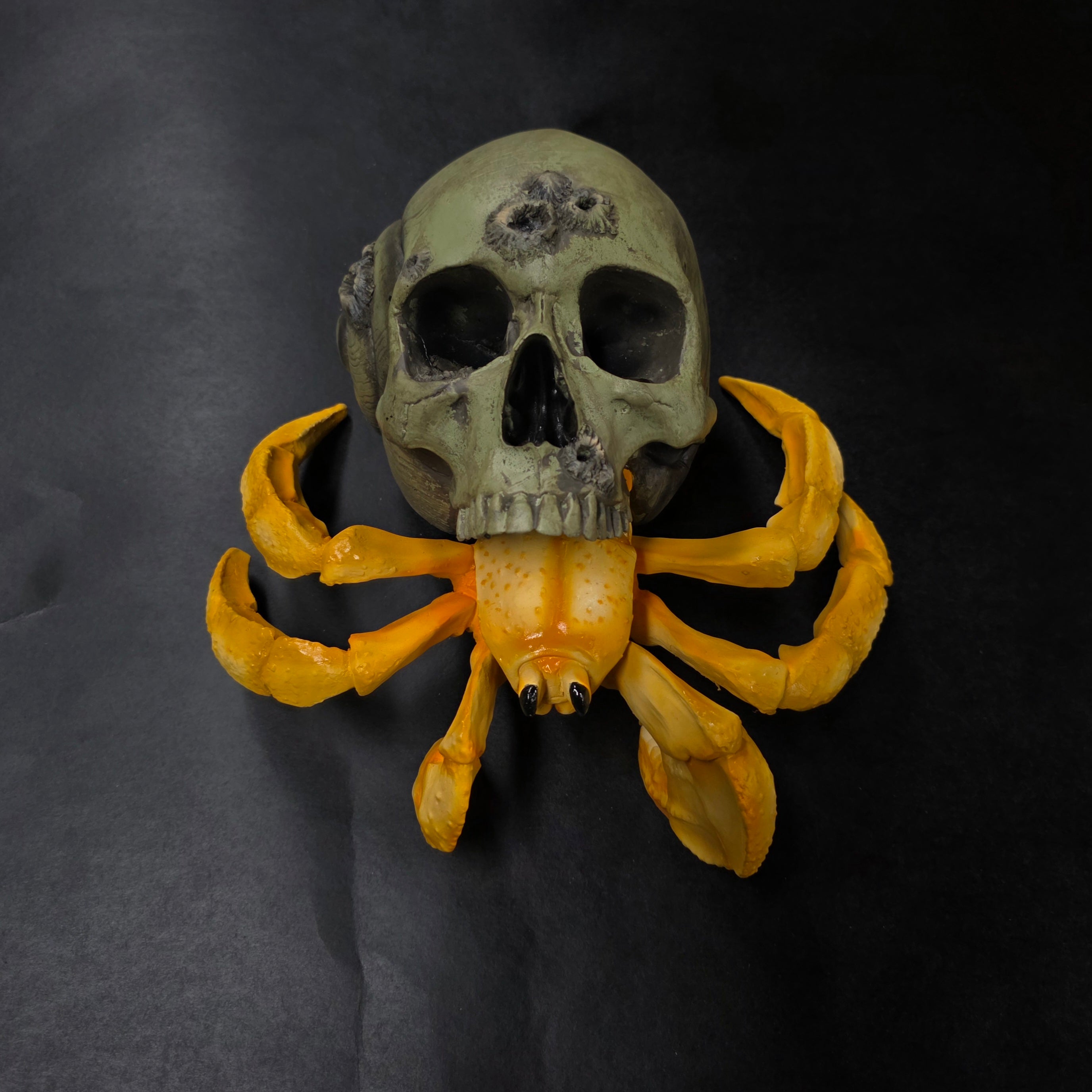 Hermit Crab Skull - Coastal Hermit [EXPERIMENTAL PAINT]
