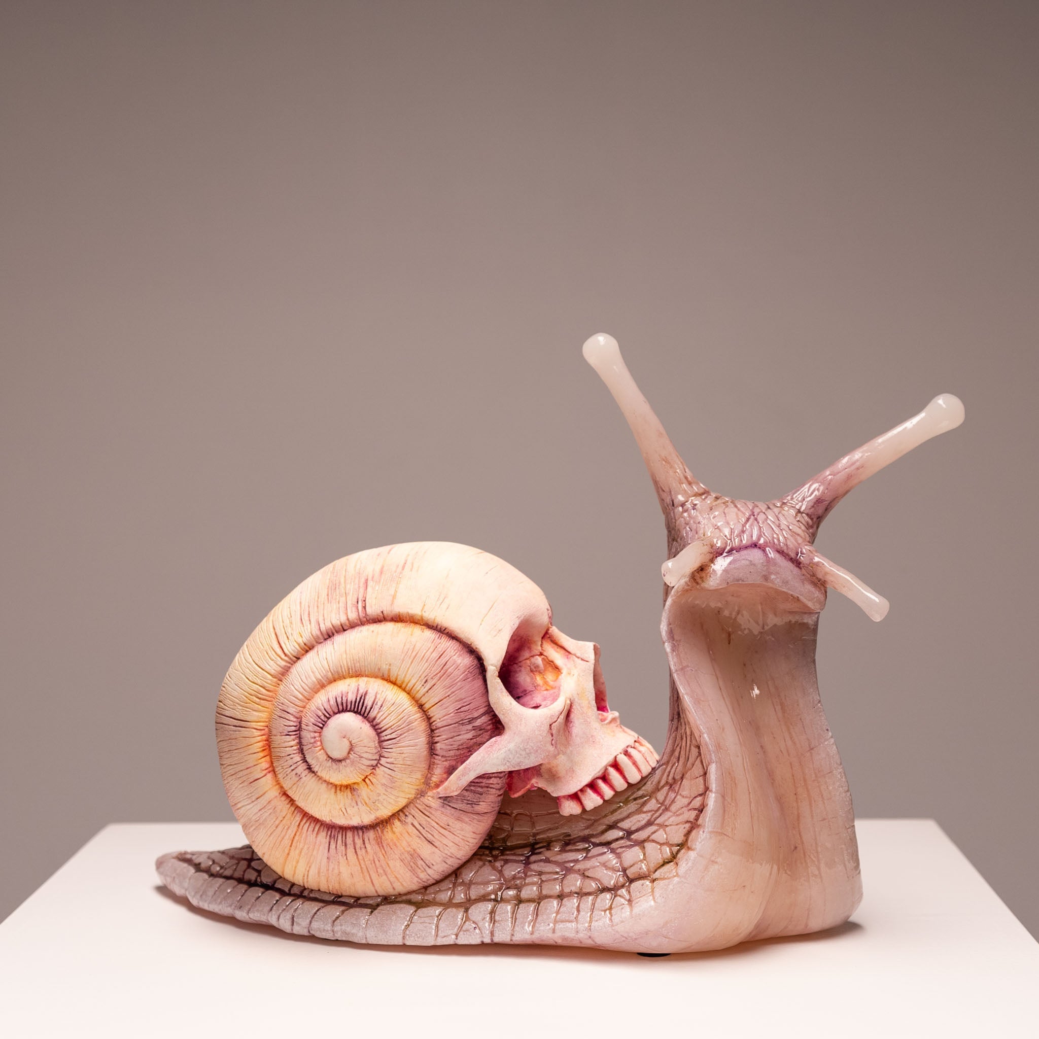Snail Skull - Albino