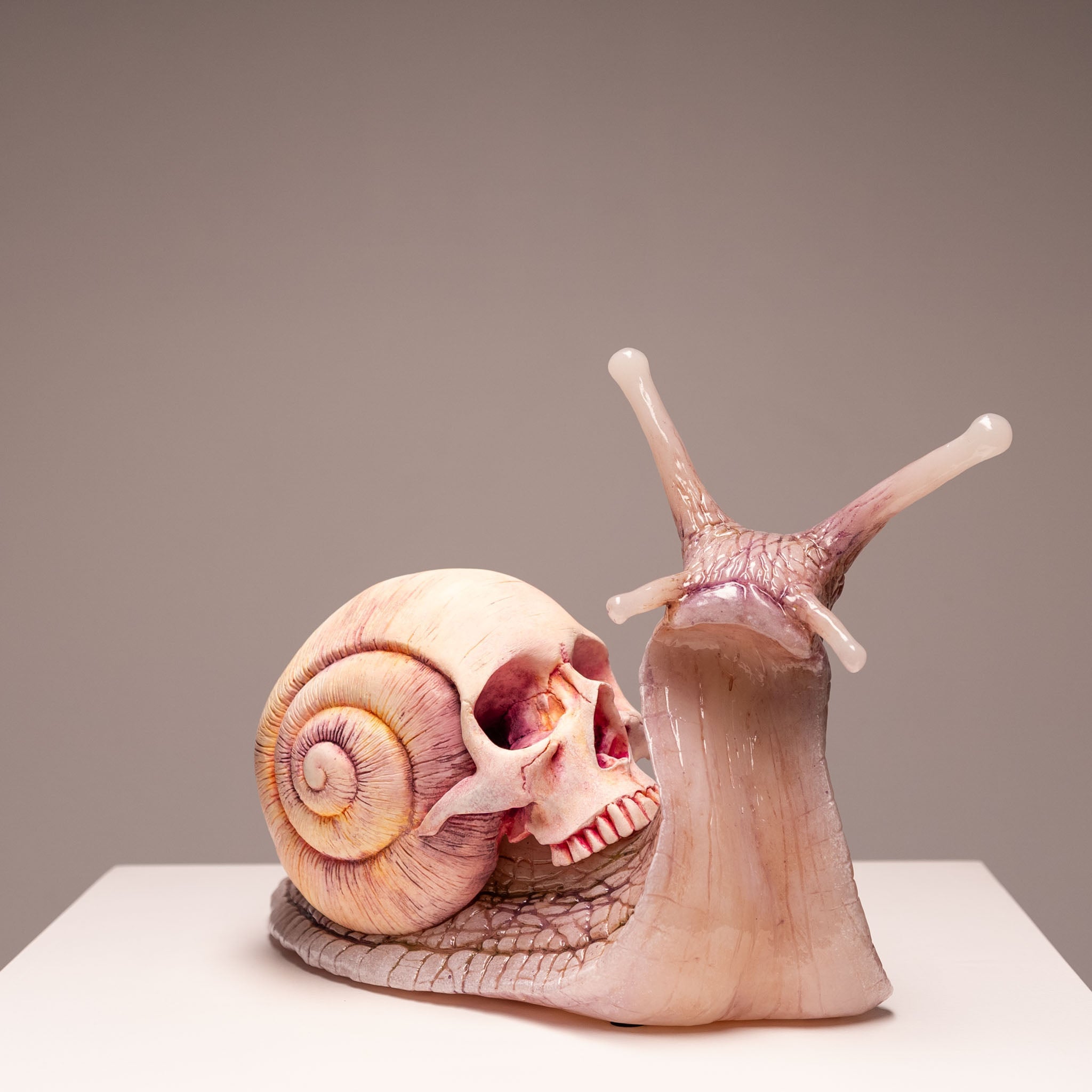 Snail Skull - Albino