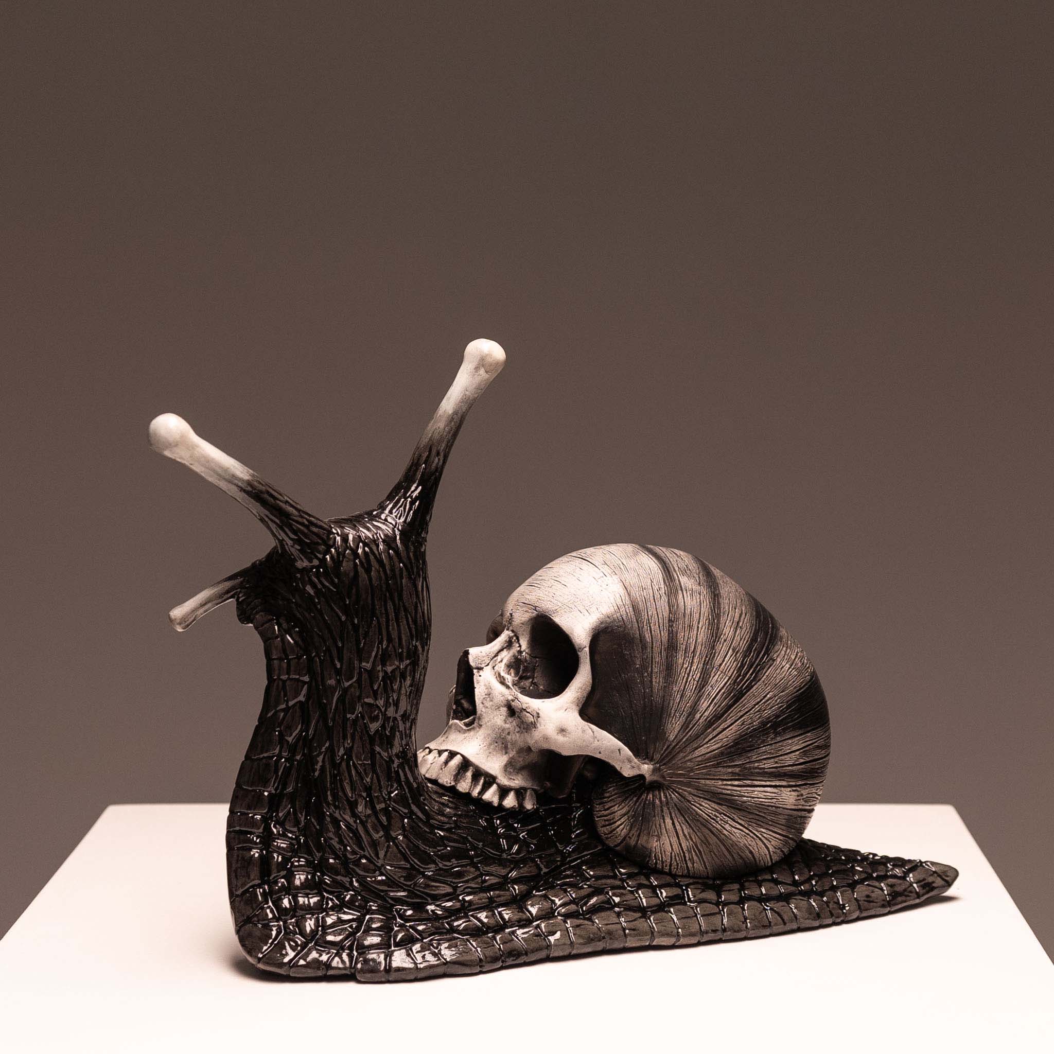 Snail Skull - Shadow