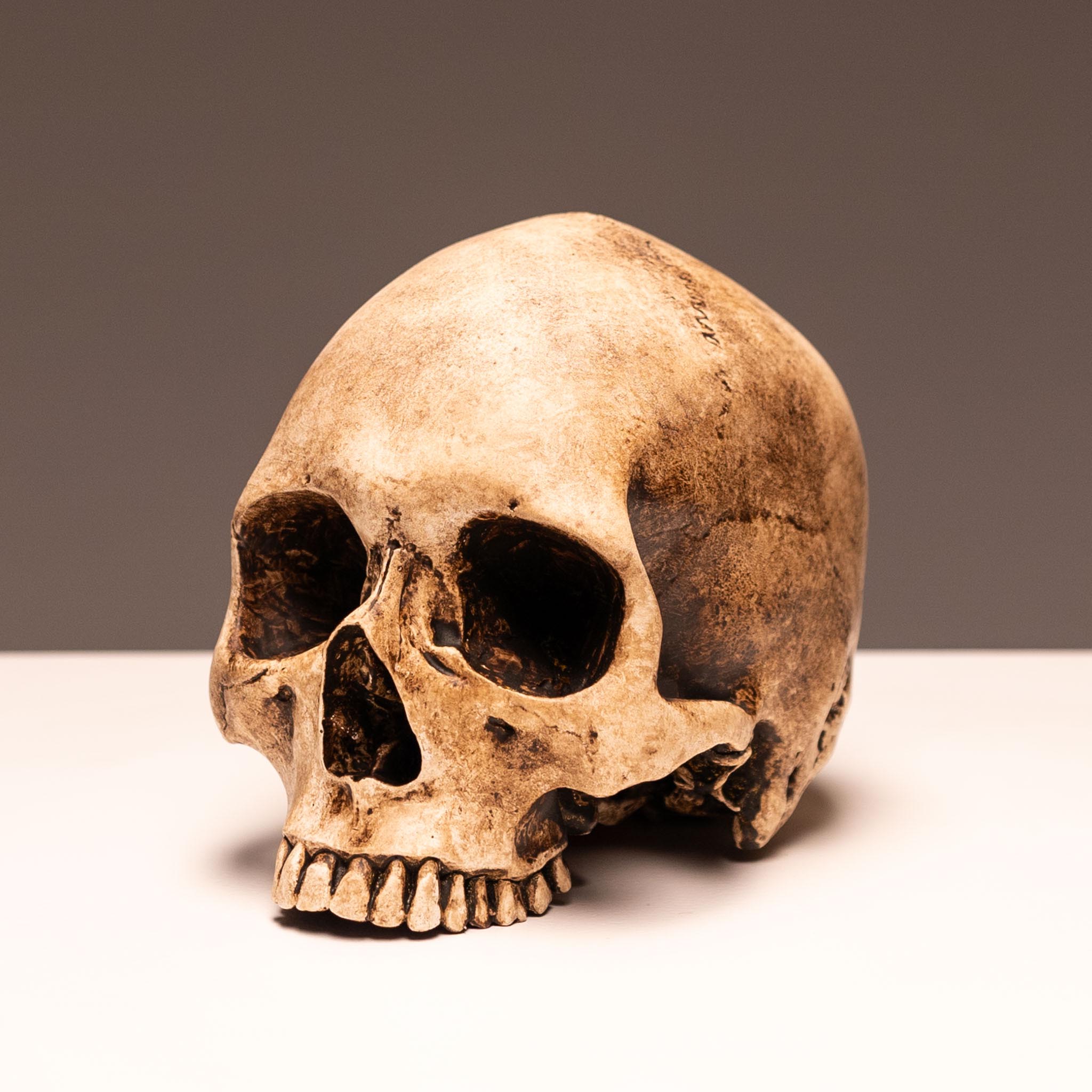 Human Skull - Bleached Bone