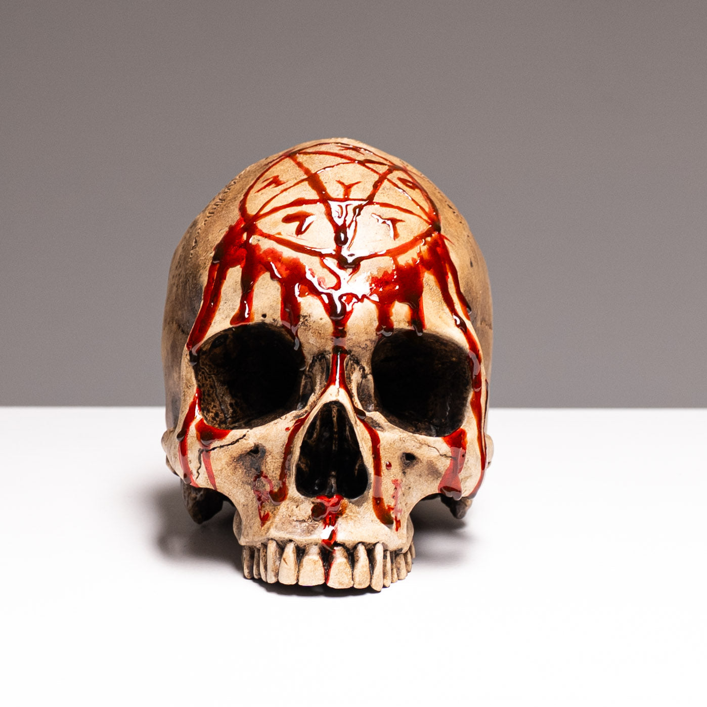 Human Skull - Bleached Bone - Gore
