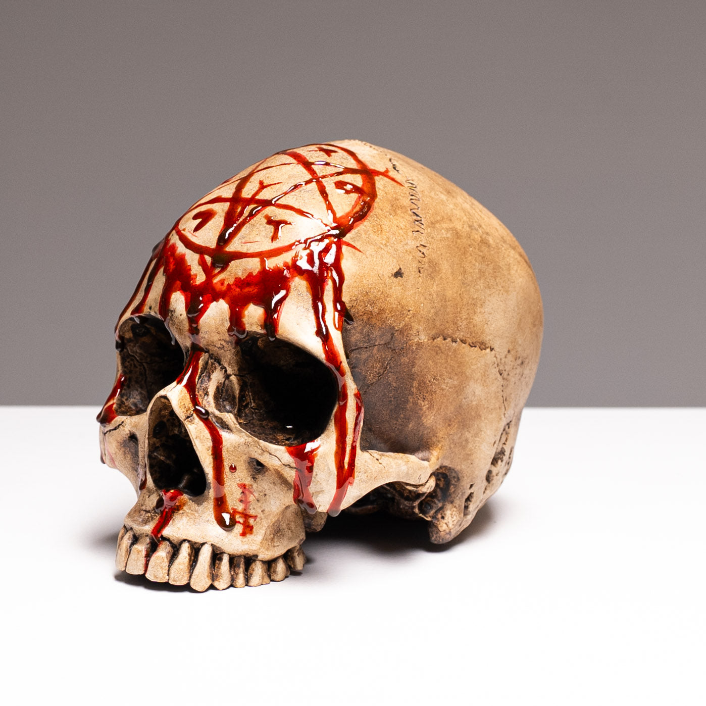 Human Skull - Bleached Bone - Gore