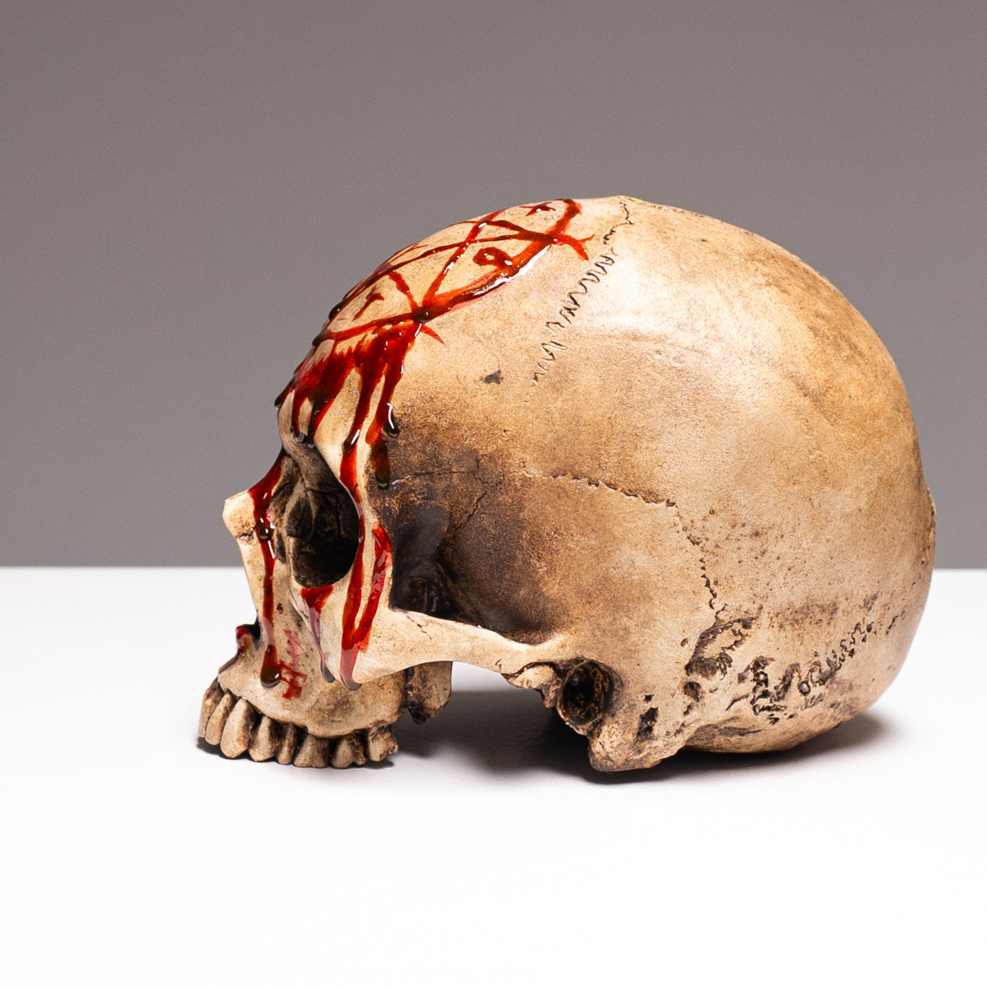 Human Skull - Bleached Bone - Gore