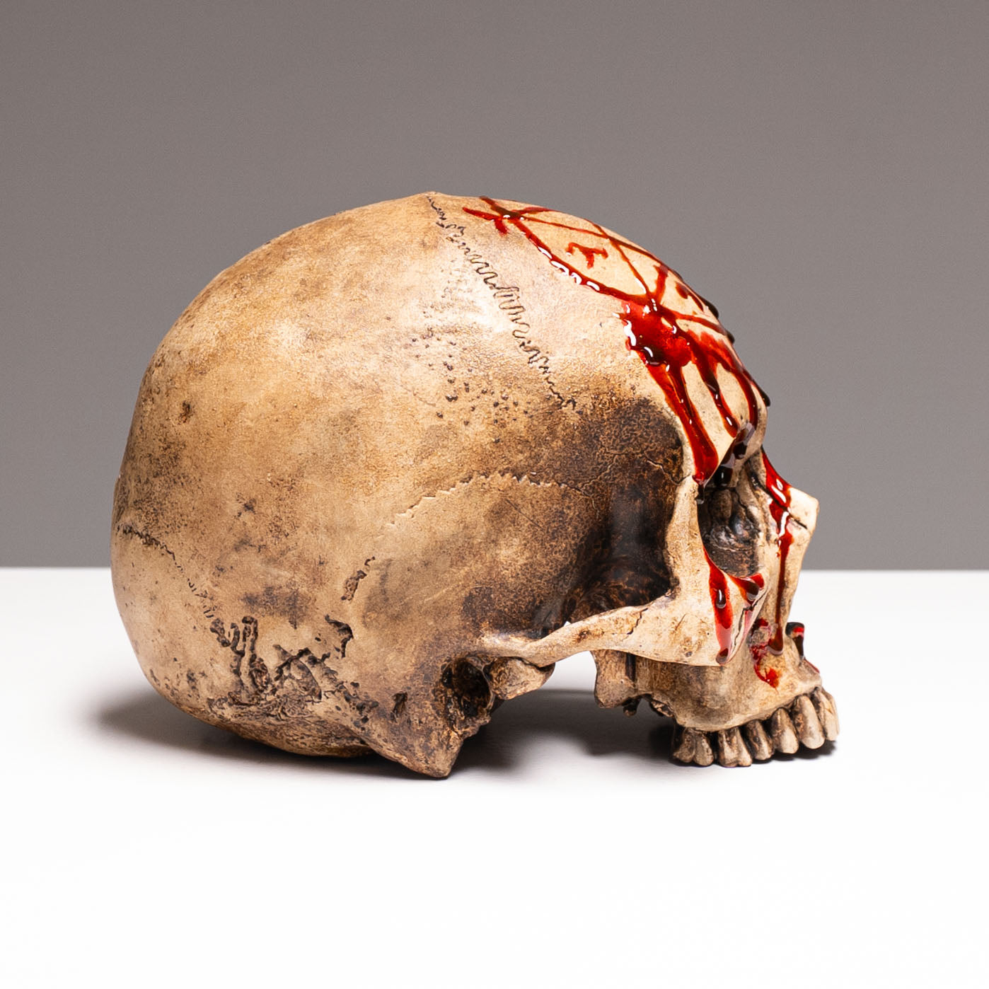 Human Skull - Bleached Bone - Gore