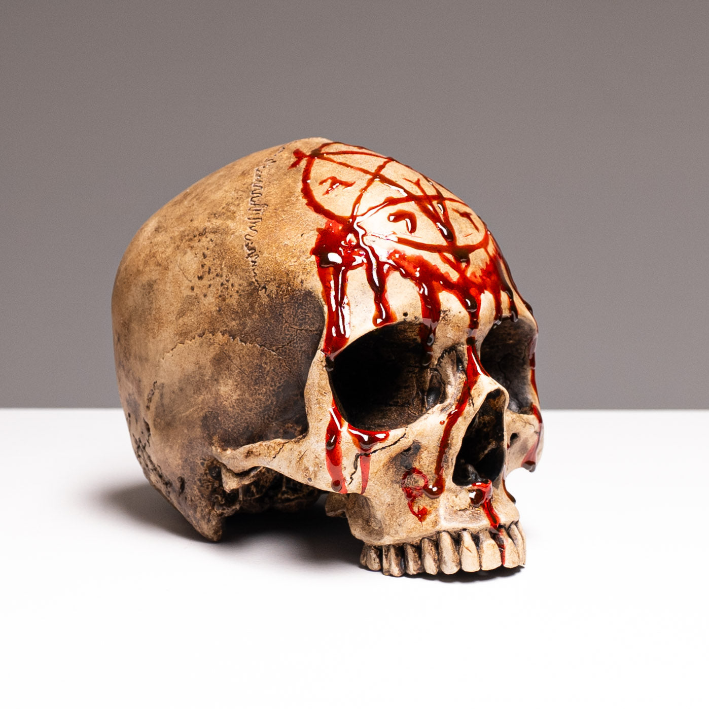 Human Skull - Bleached Bone - Gore