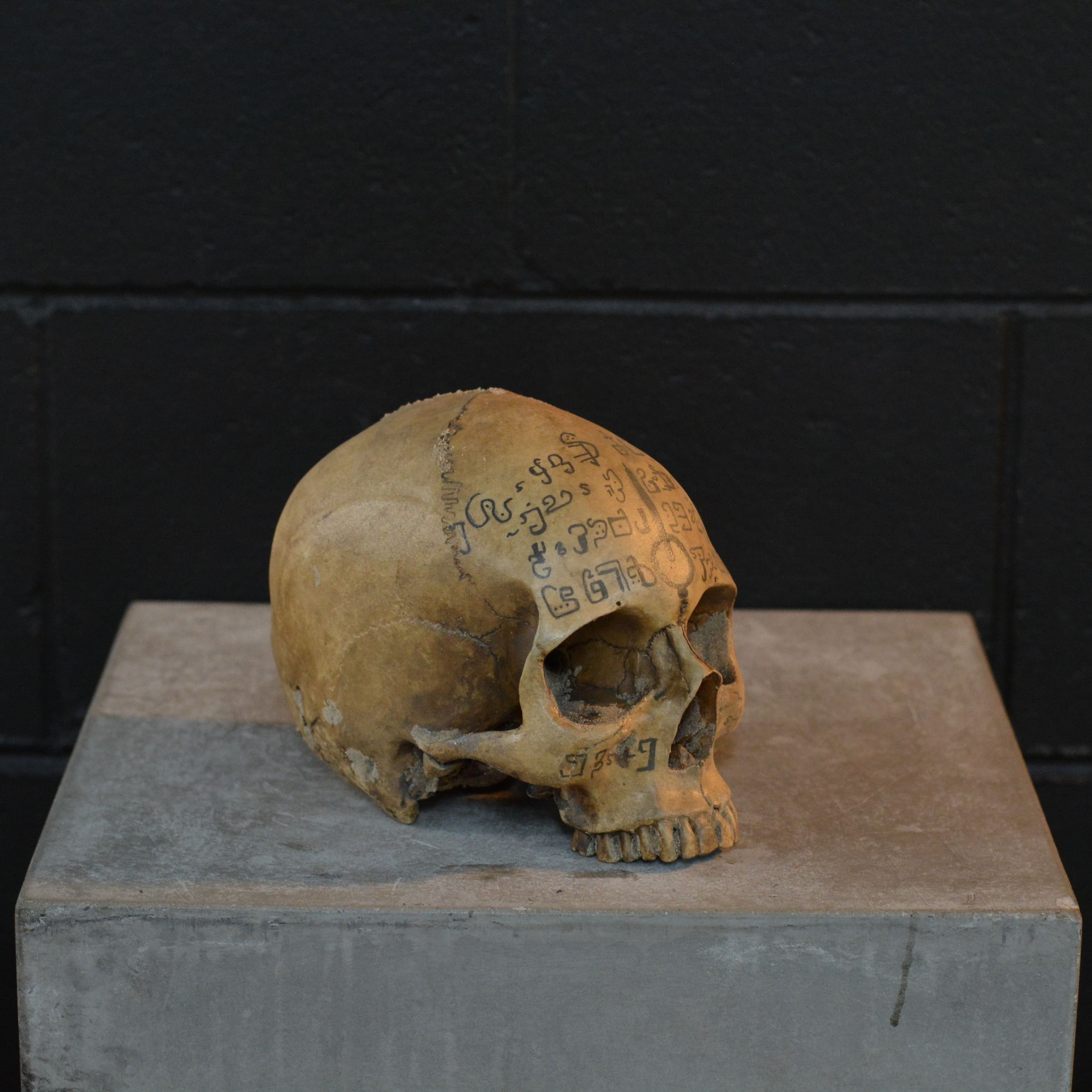 Human Skull - Spice Dreams [EXPERIMENTAL PAINT]