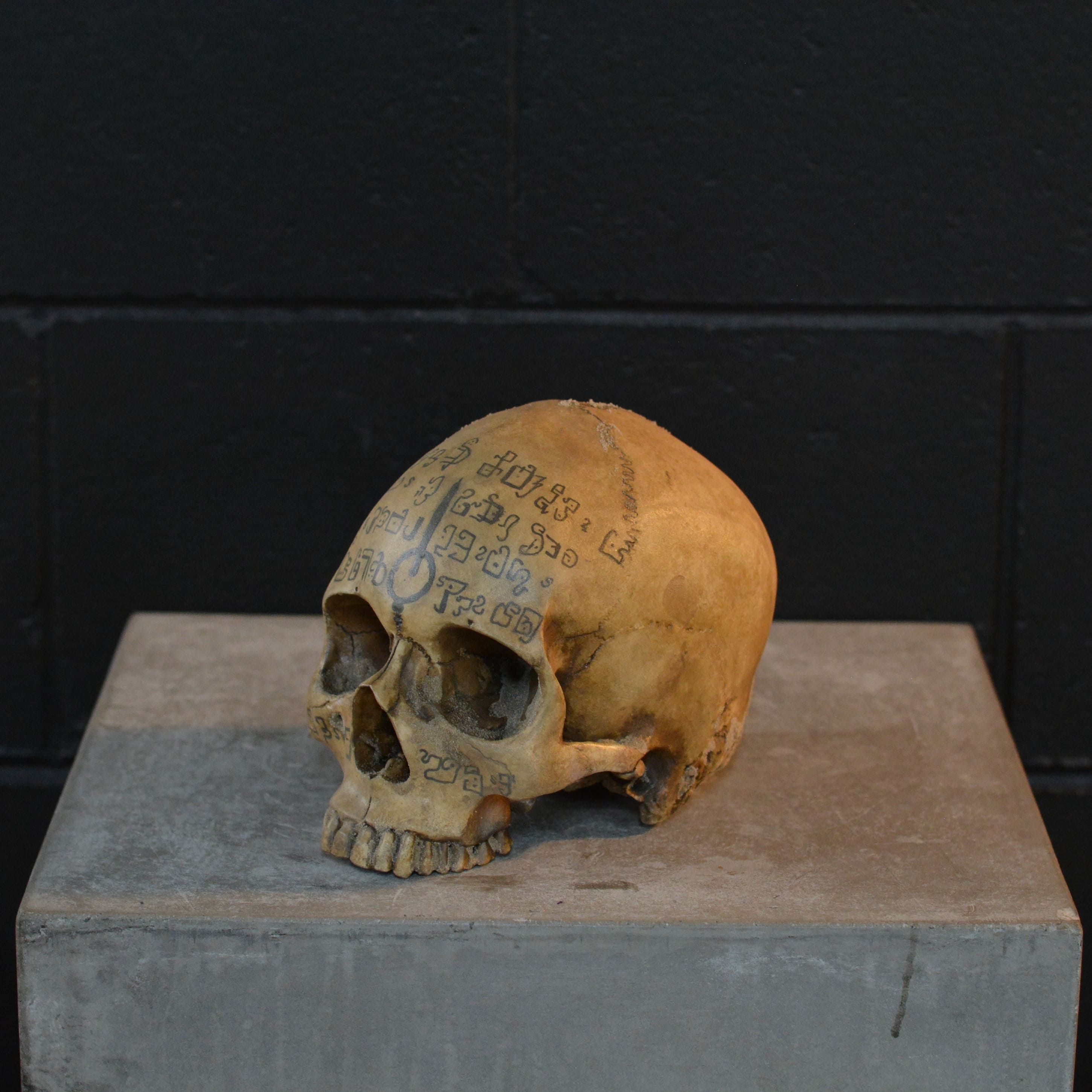 Human Skull - Spice Dreams [EXPERIMENTAL PAINT]