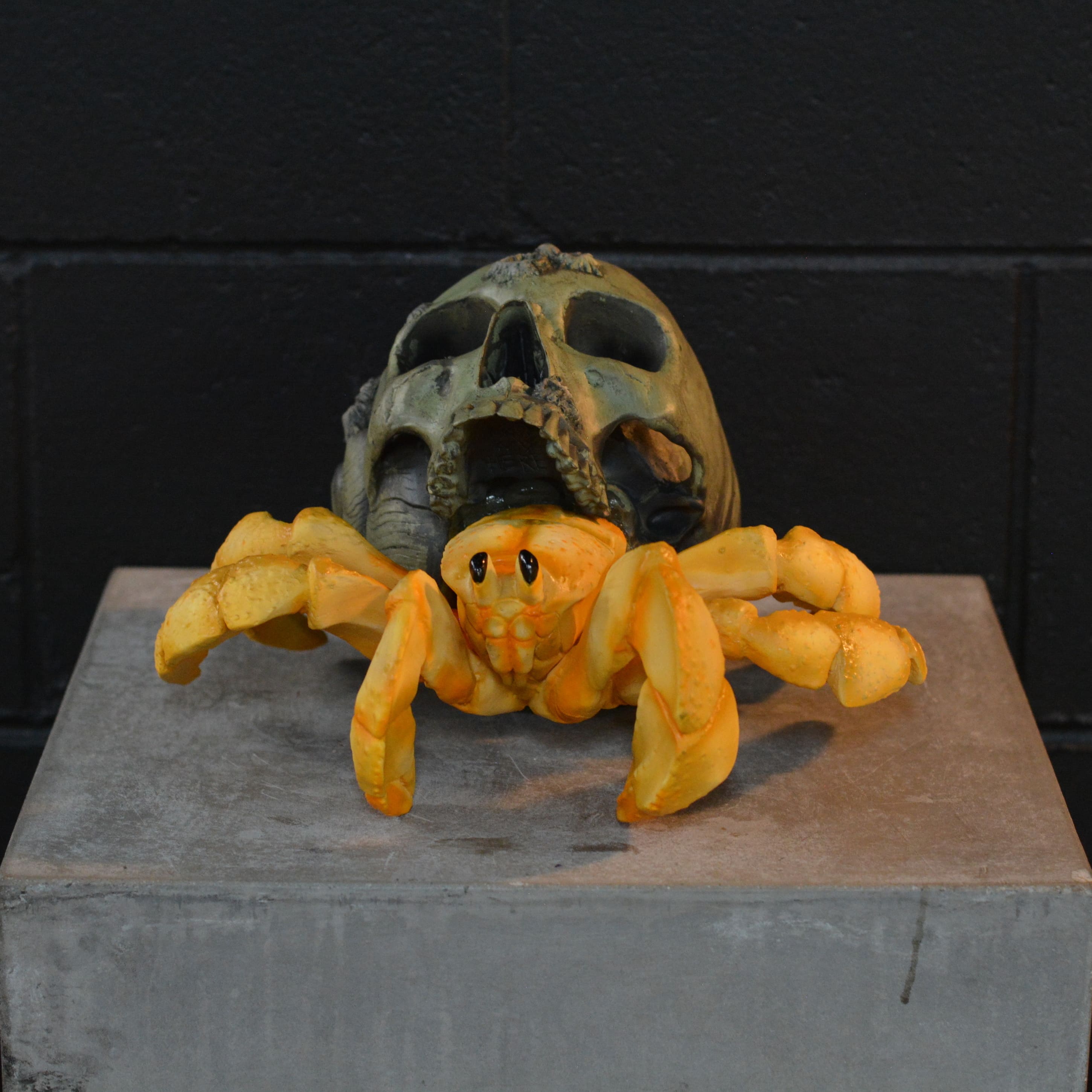 Hermit Crab Skull - Coastal Hermit [EXPERIMENTAL PAINT]