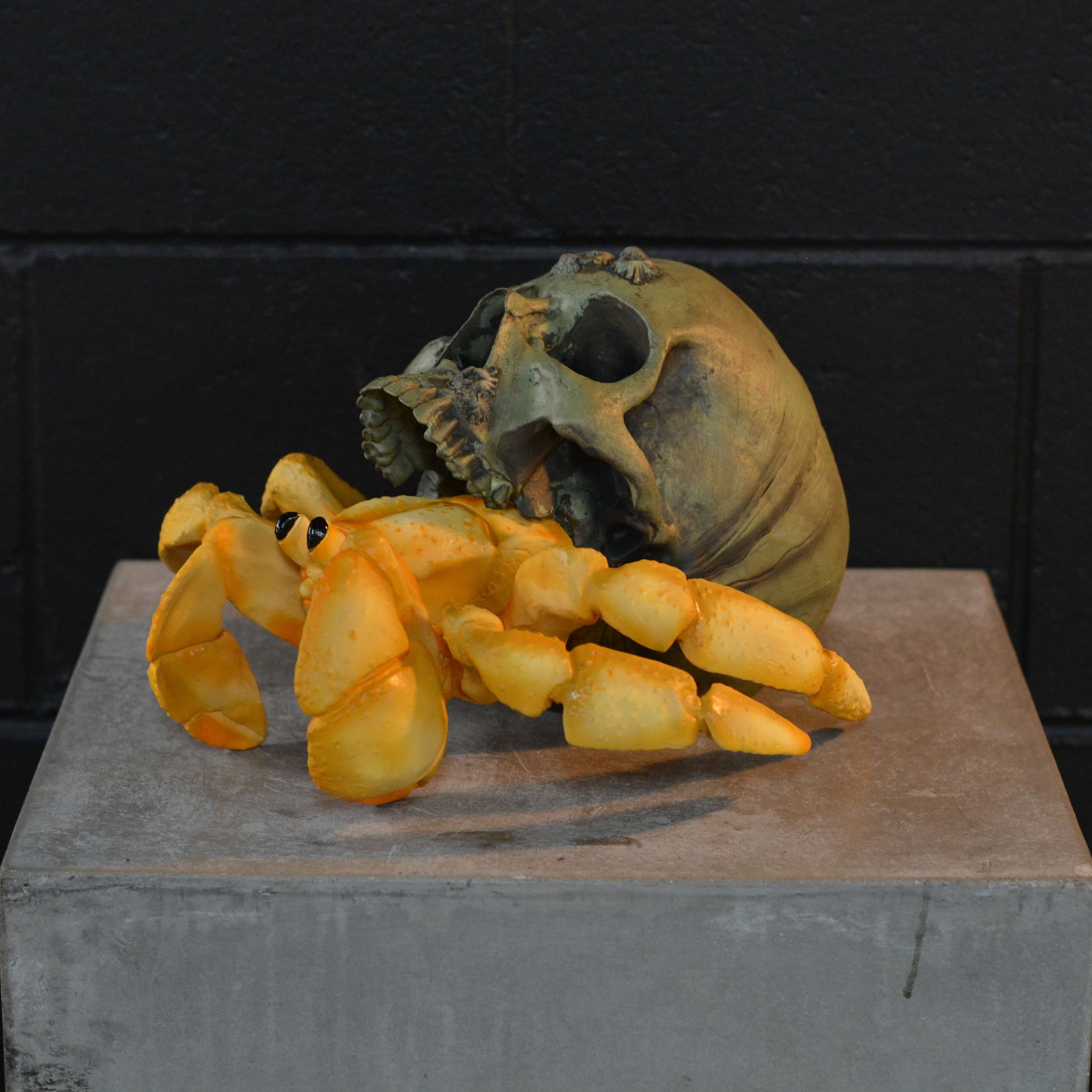 Hermit Crab Skull - Coastal Hermit [EXPERIMENTAL PAINT]