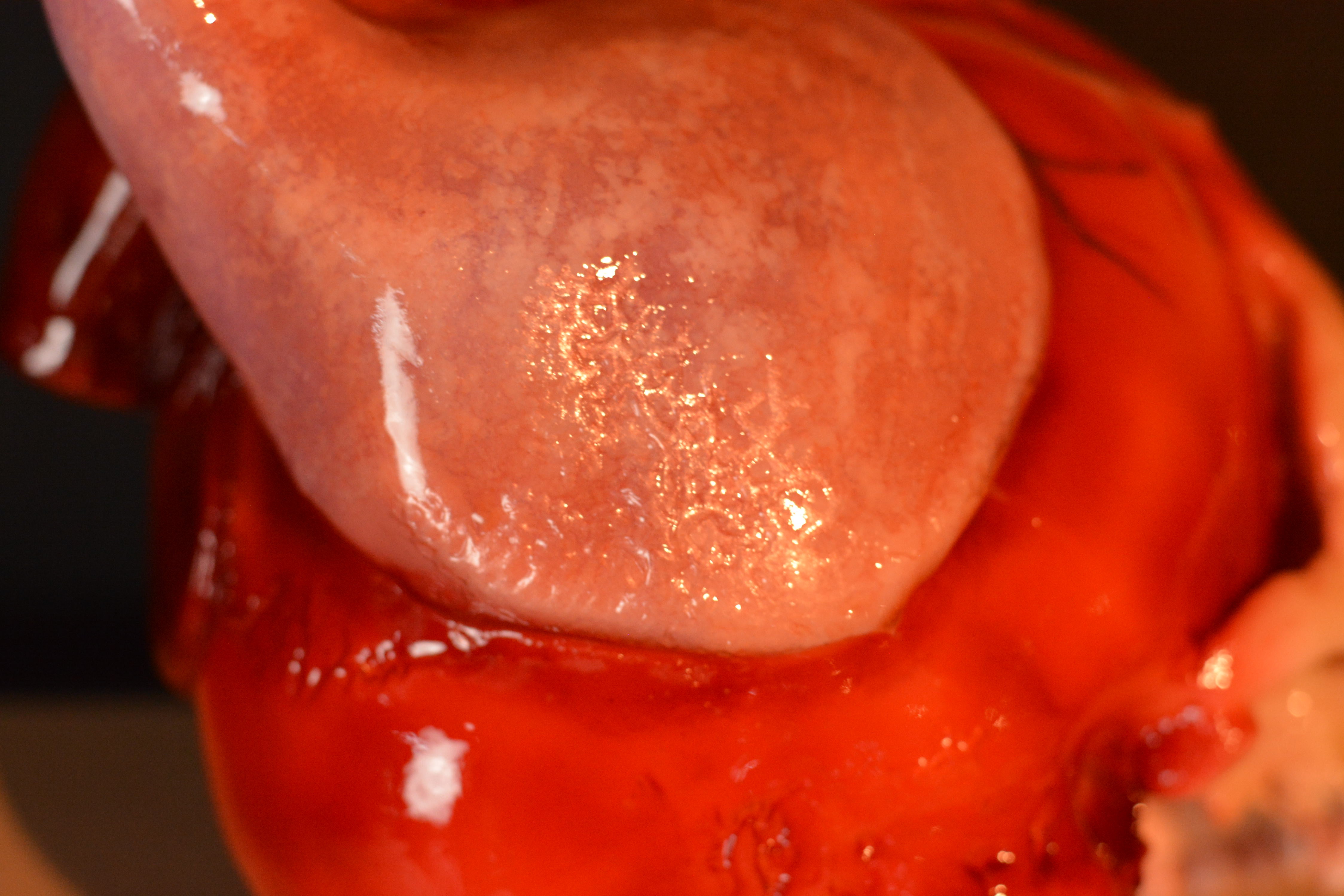 The Tell-Tale Heart Skull (SCRATCH & DENT) [6]