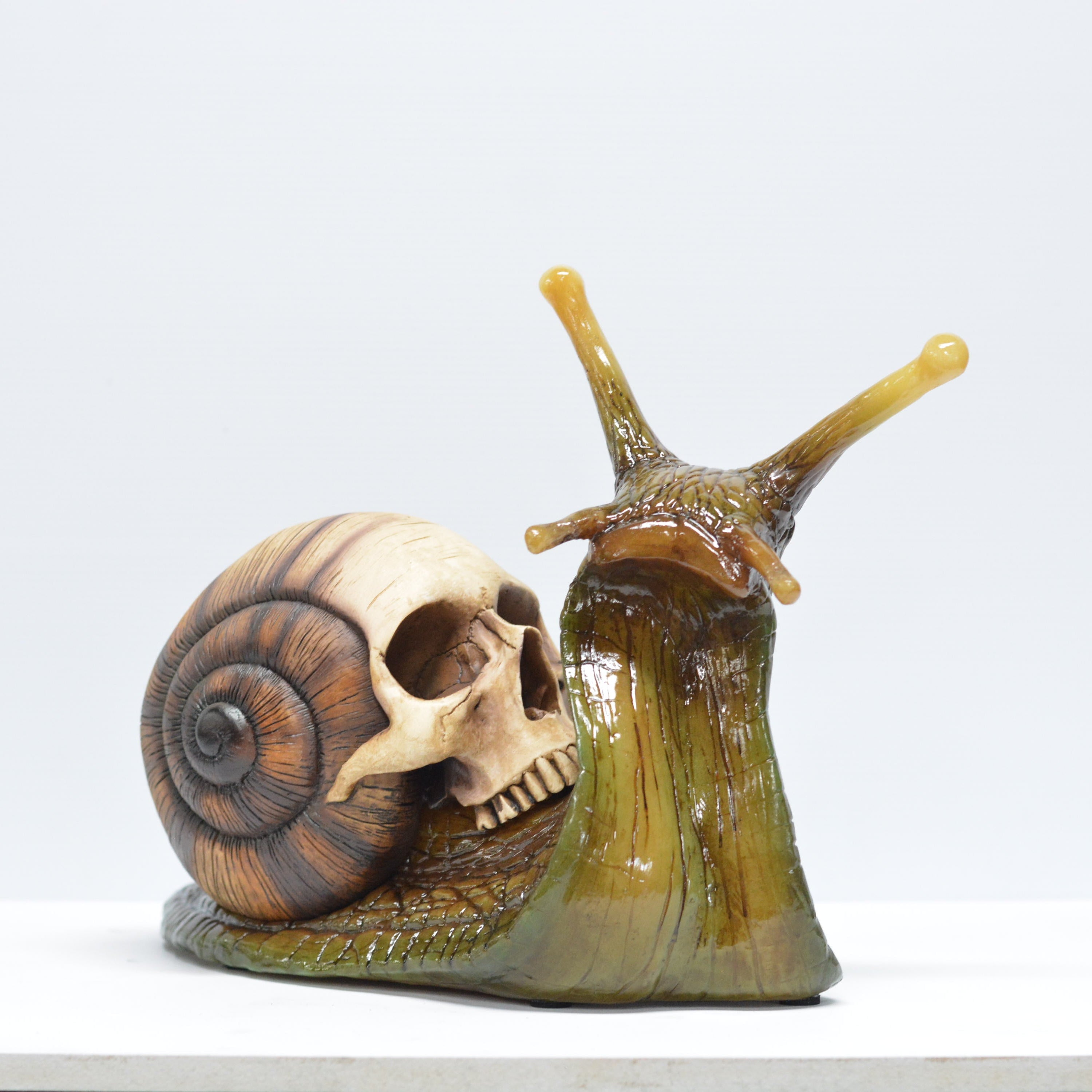 Snail skull [SCRATCH & DENT] (1)