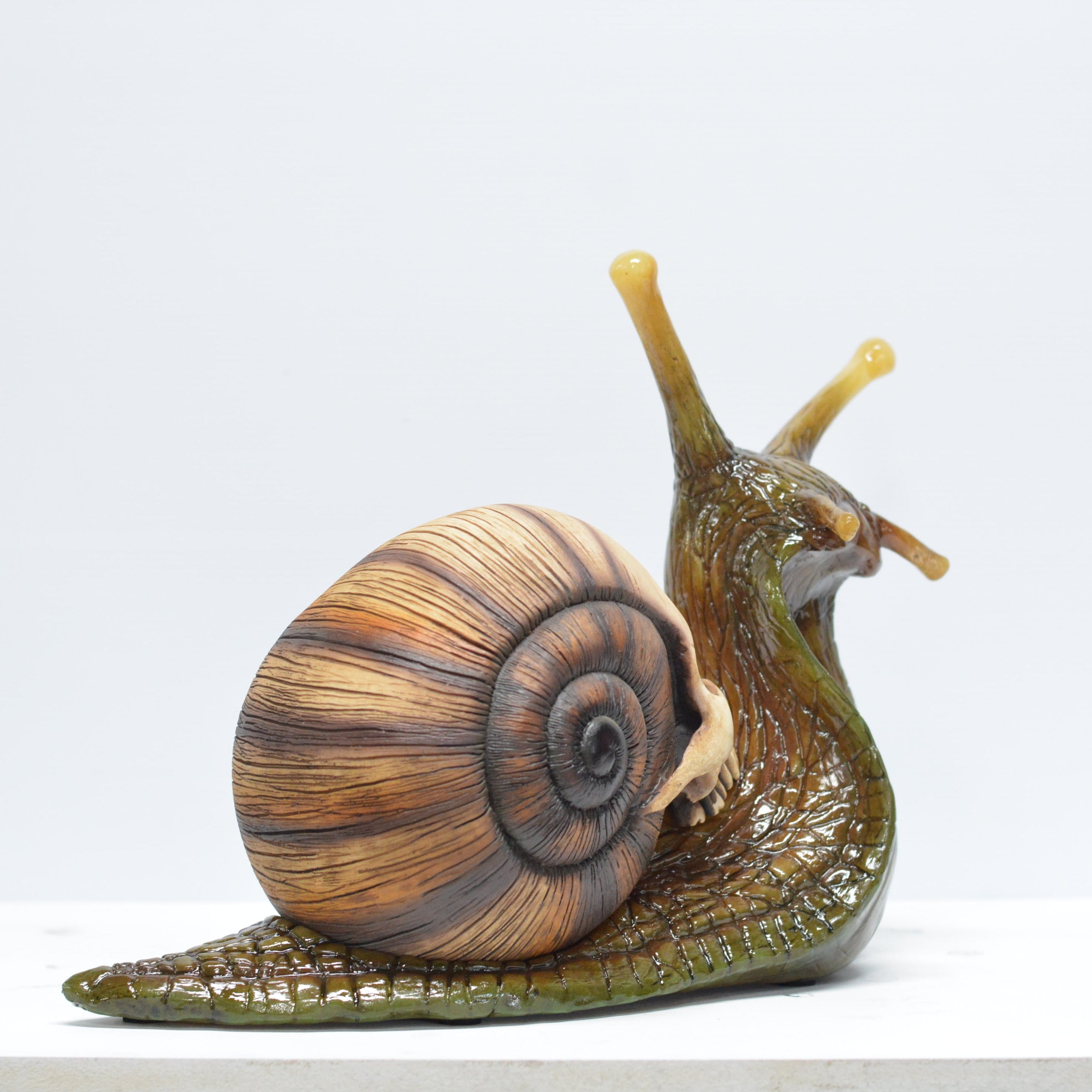 Snail skull [SCRATCH & DENT] (1)