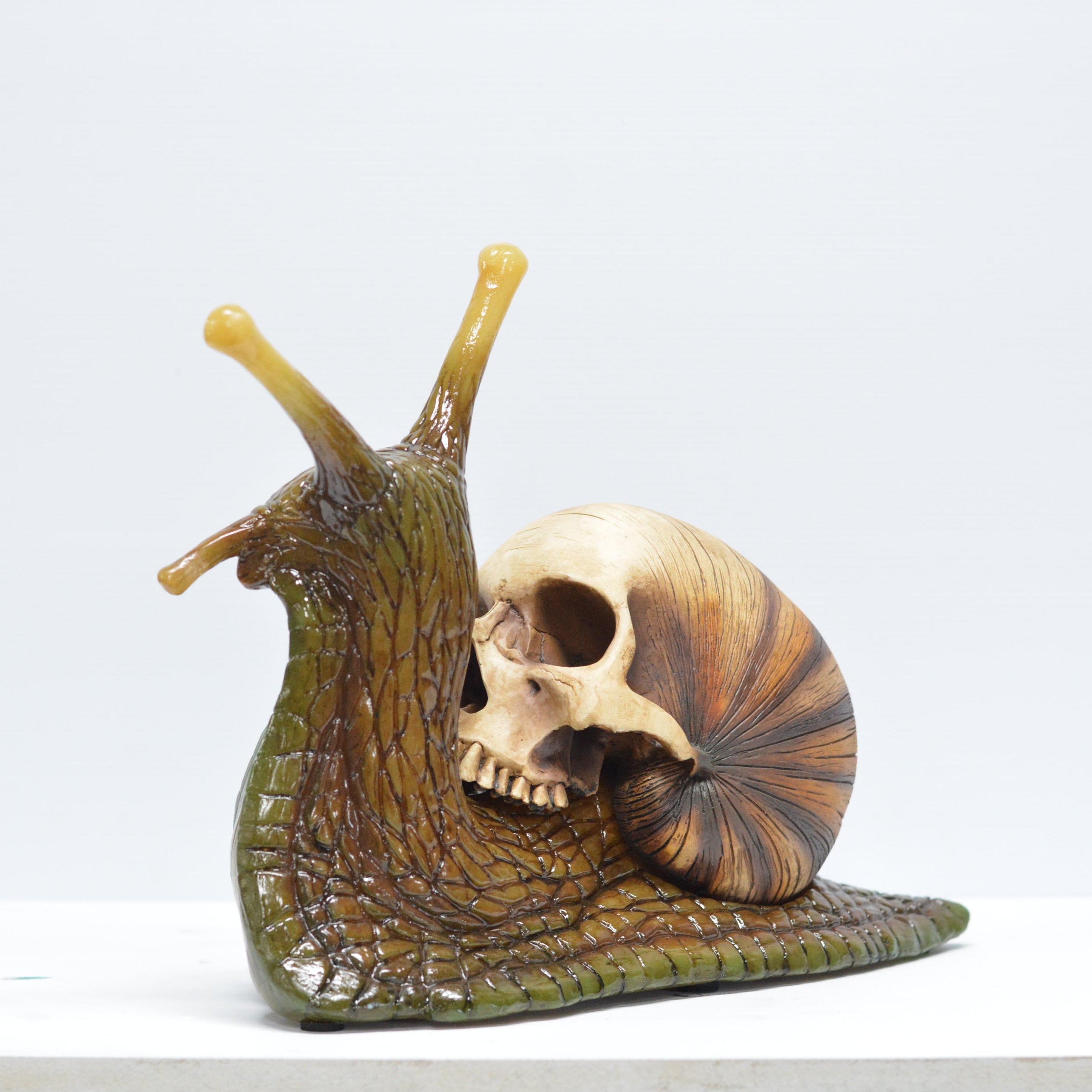 Snail skull [SCRATCH & DENT] (1)