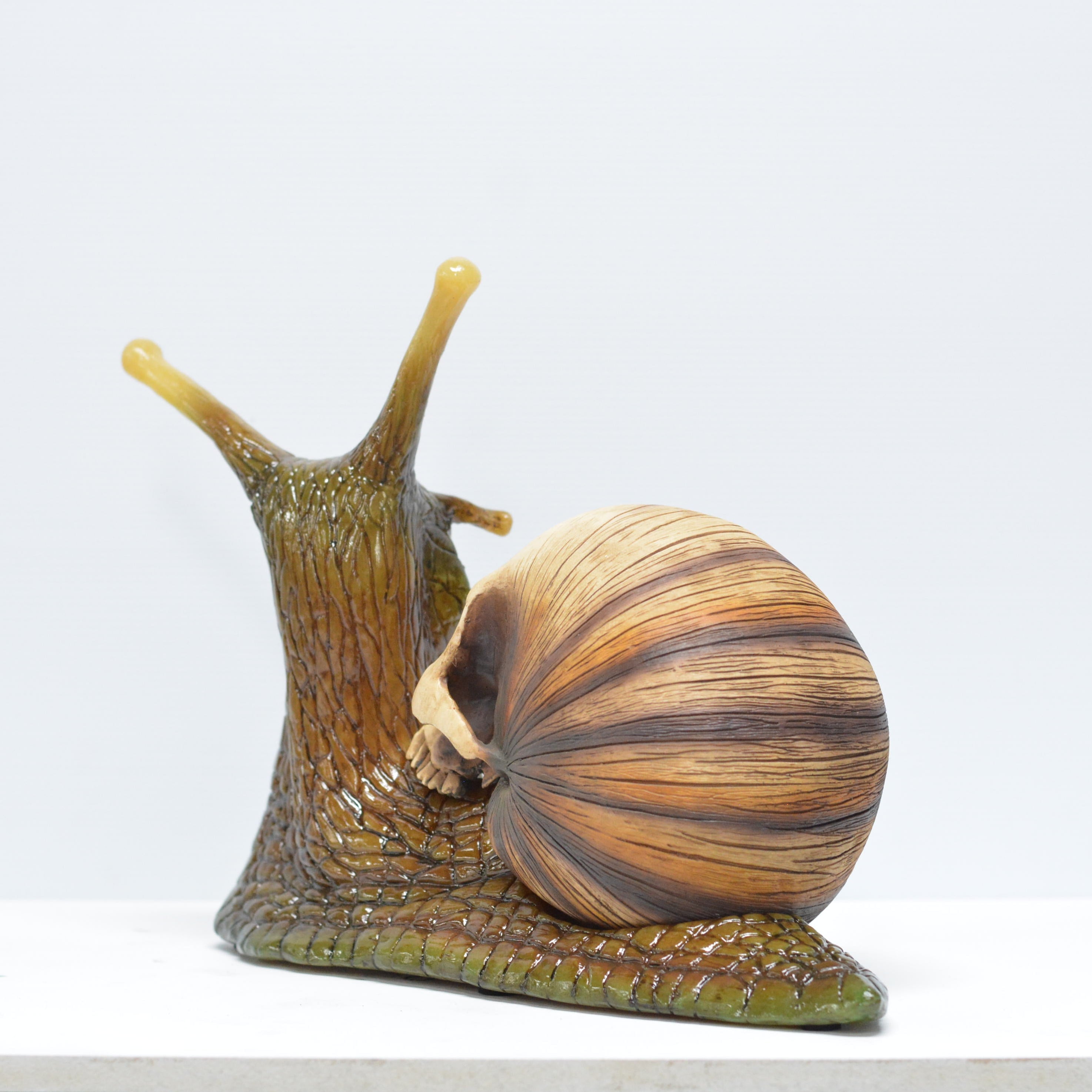 Snail skull [SCRATCH & DENT] (1)