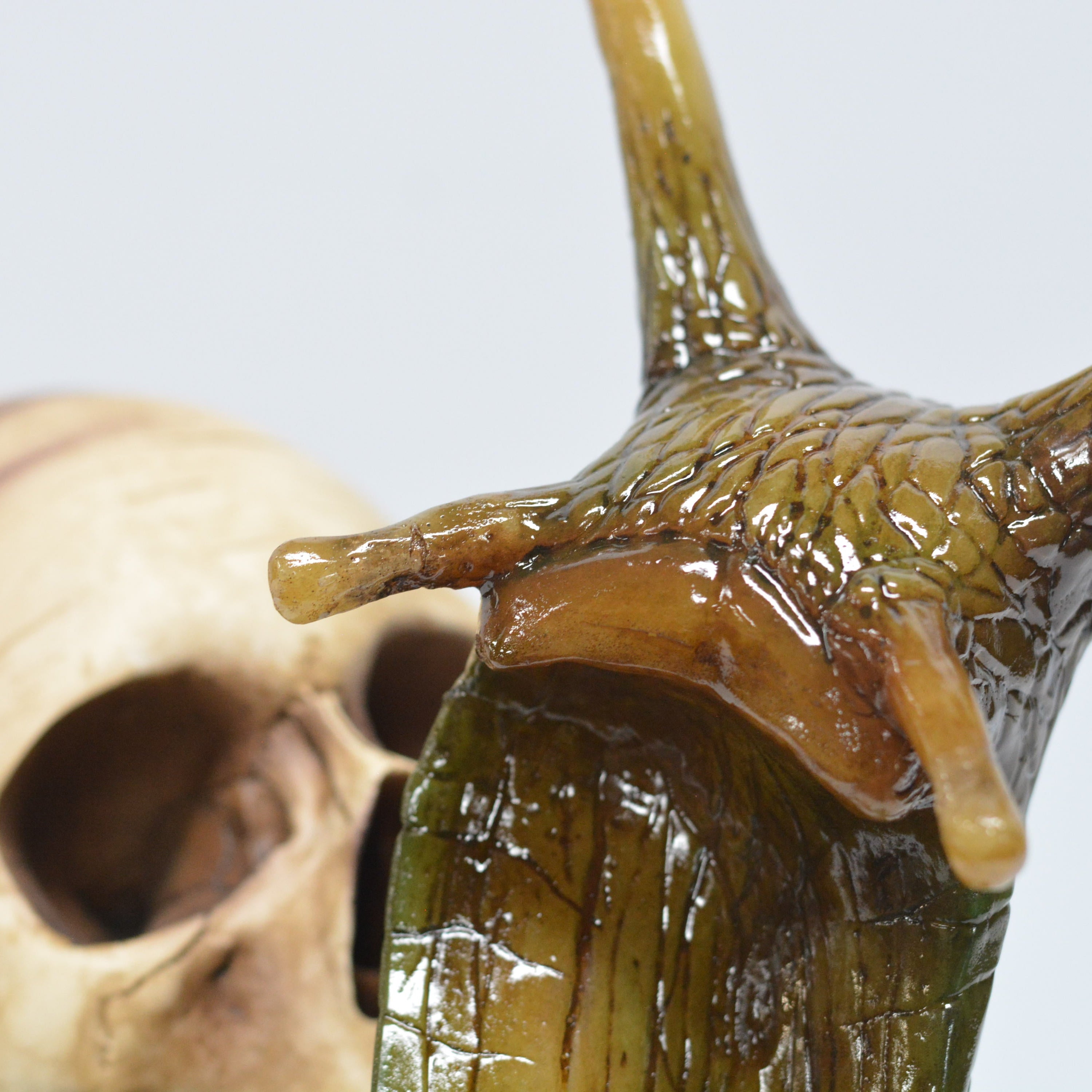 Snail skull [SCRATCH & DENT] (1)