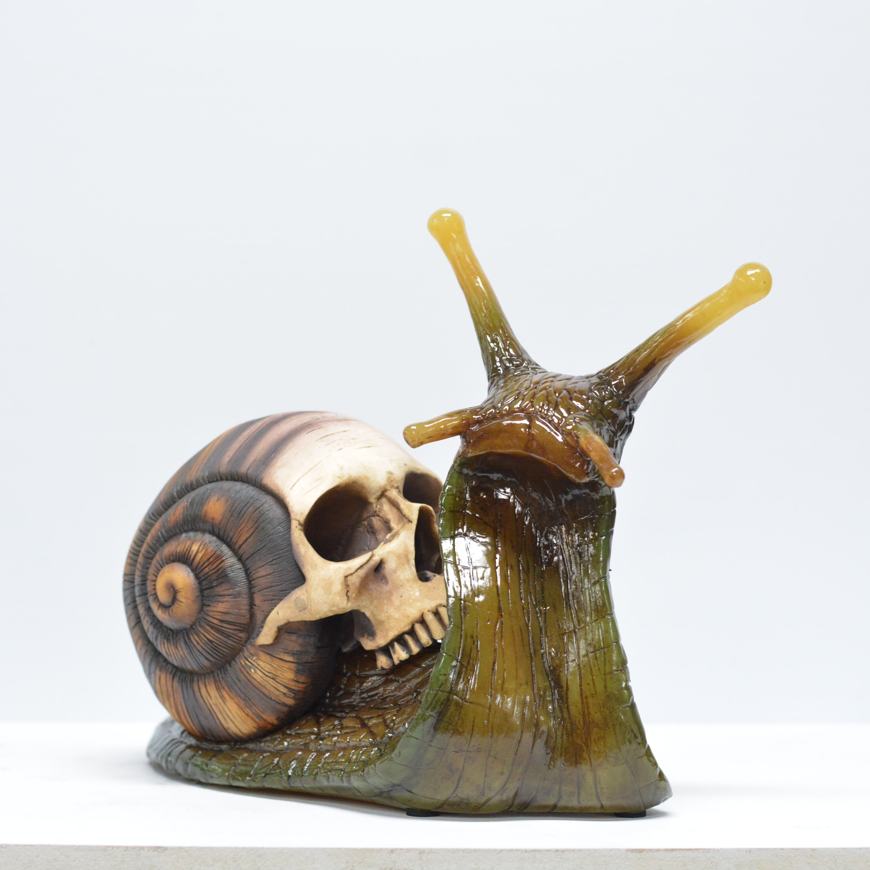 Snail skull [SCRATCH & DENT] (2)