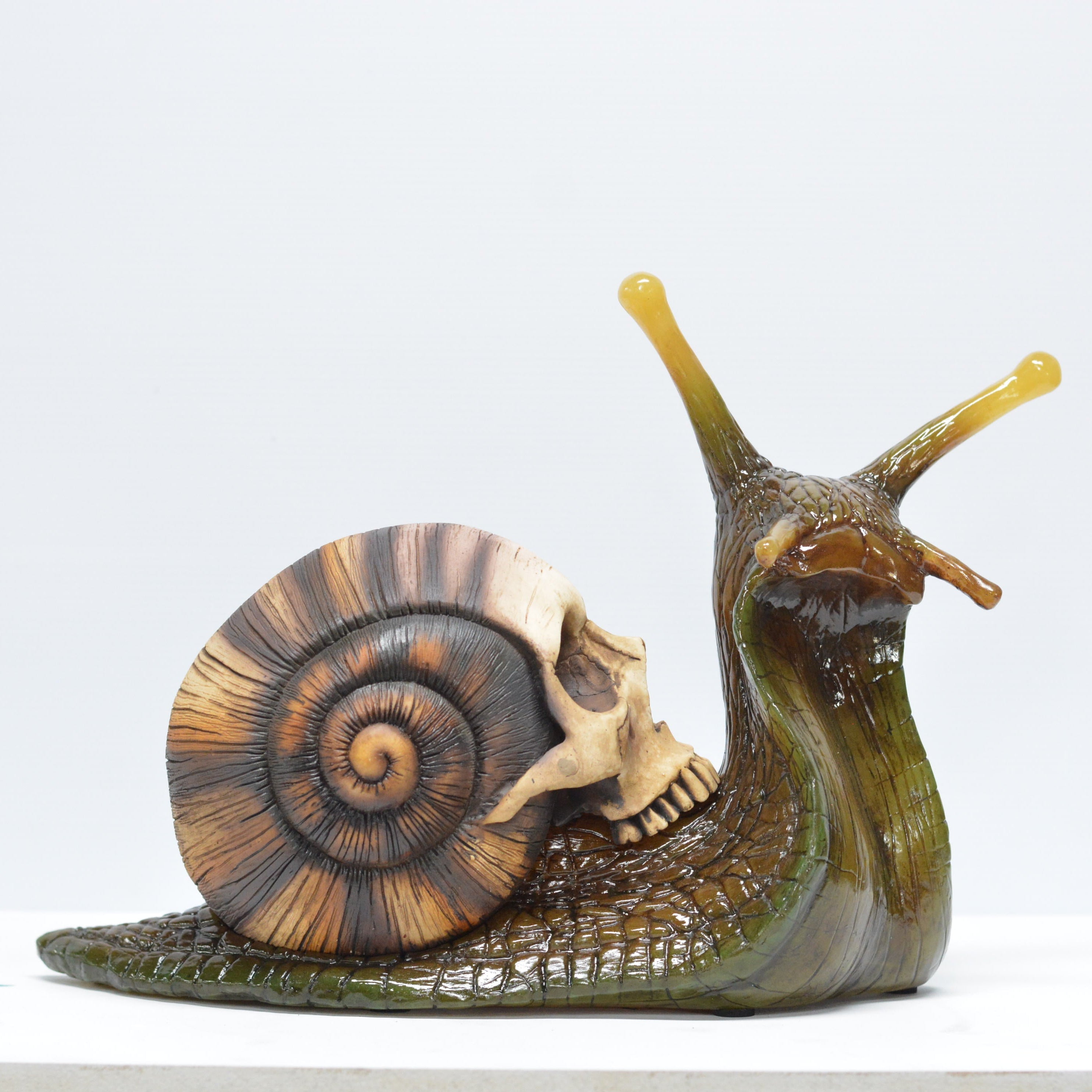 Snail skull [SCRATCH & DENT] (2)