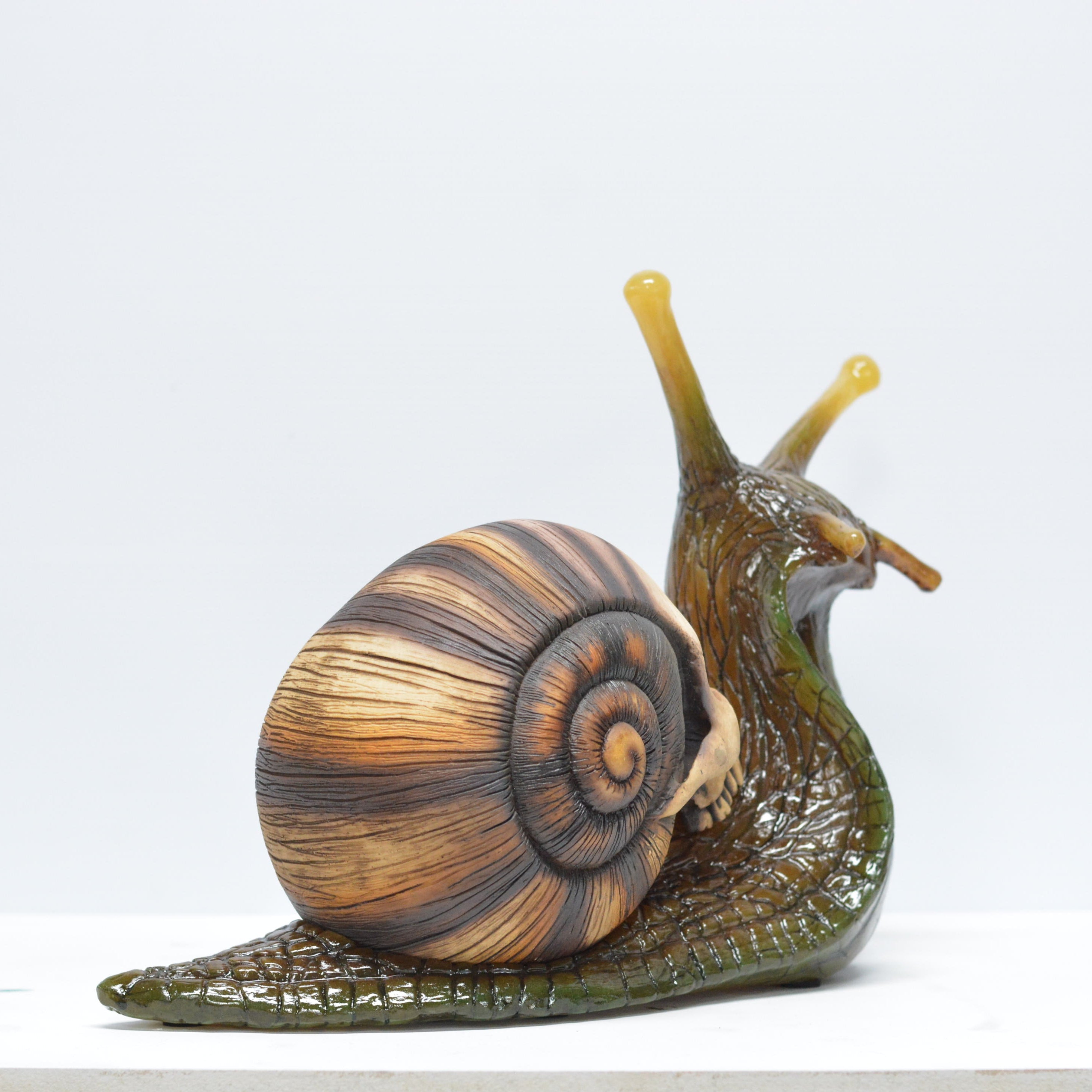 Snail skull [SCRATCH & DENT] (2)
