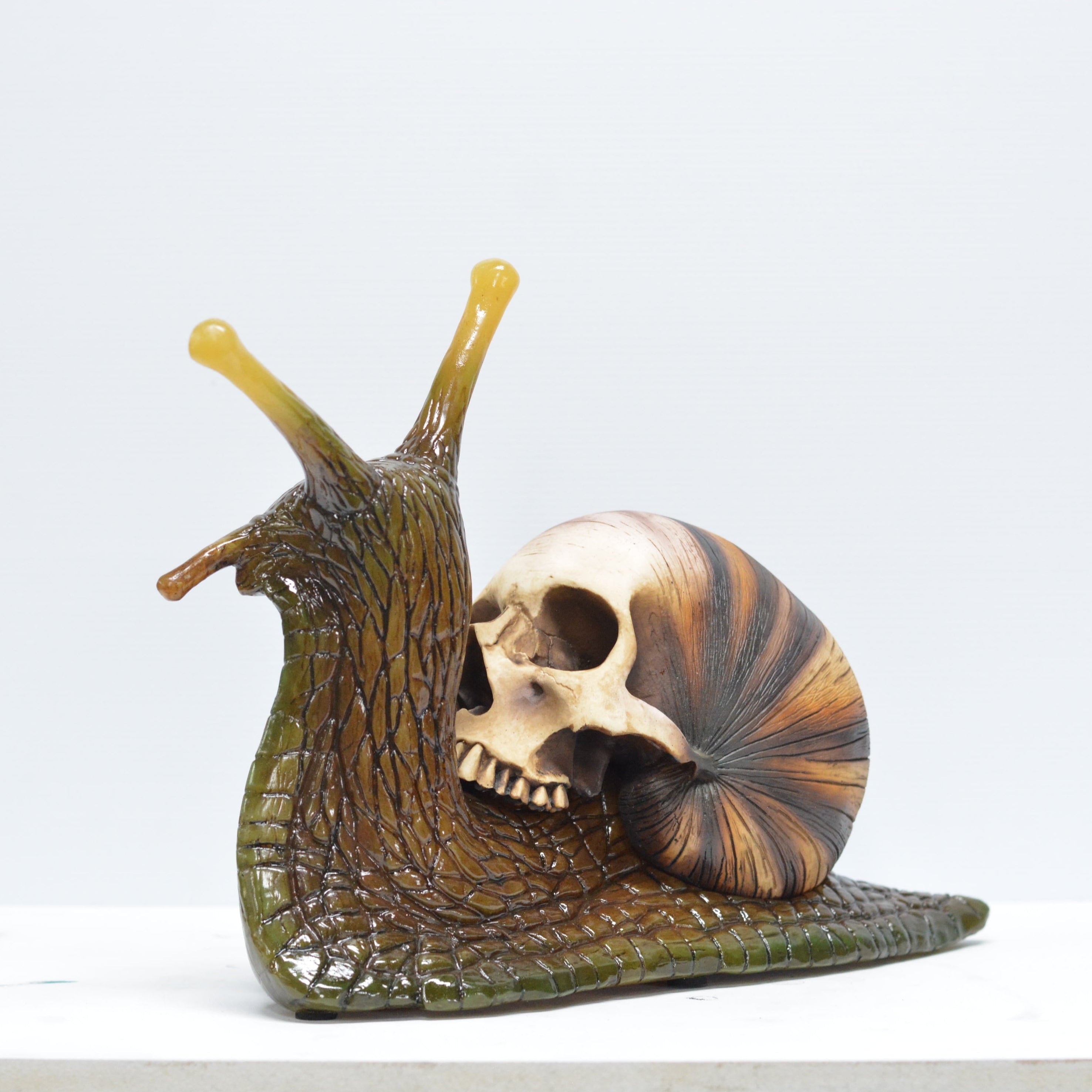 Snail skull [SCRATCH & DENT] (2)