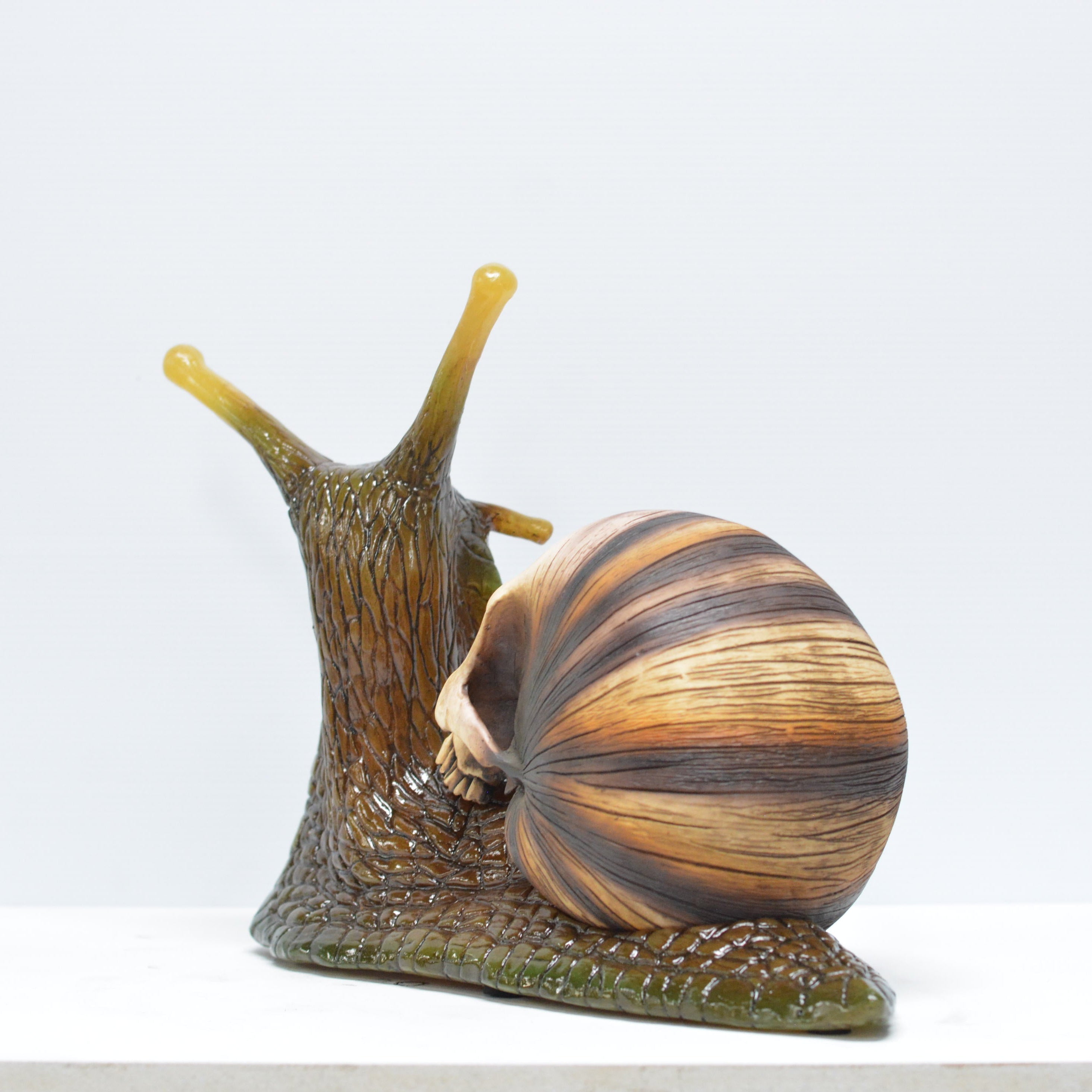 Snail skull [SCRATCH & DENT] (2)