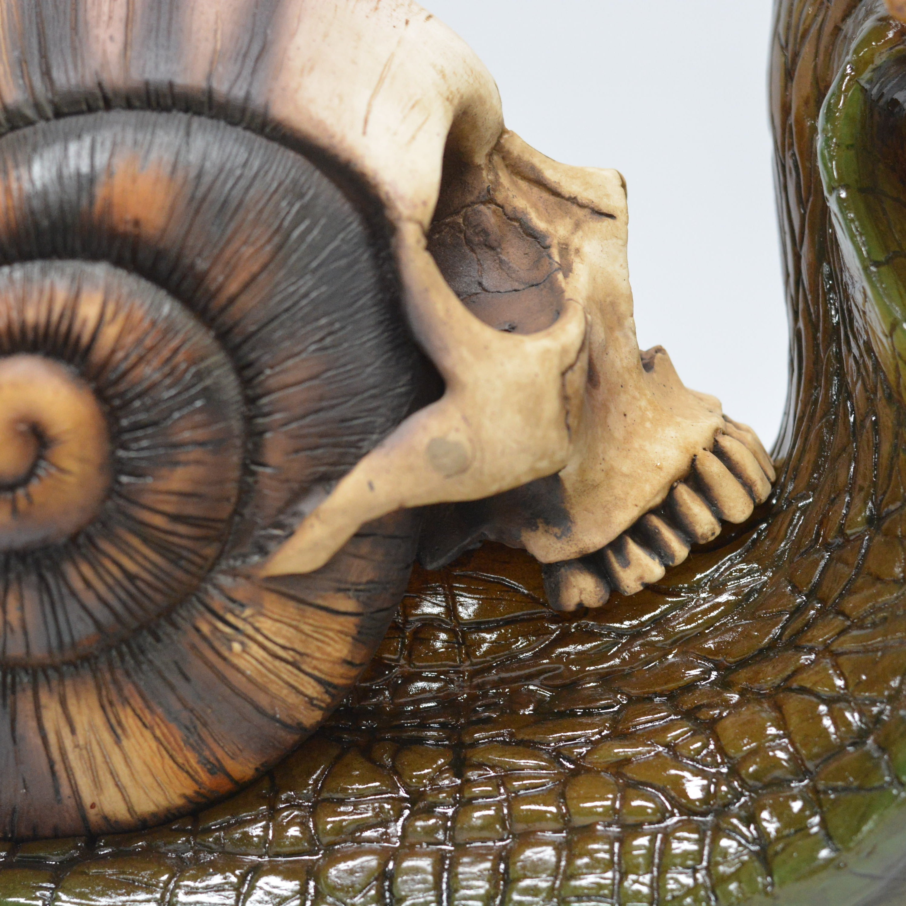 Snail skull [SCRATCH & DENT] (2)