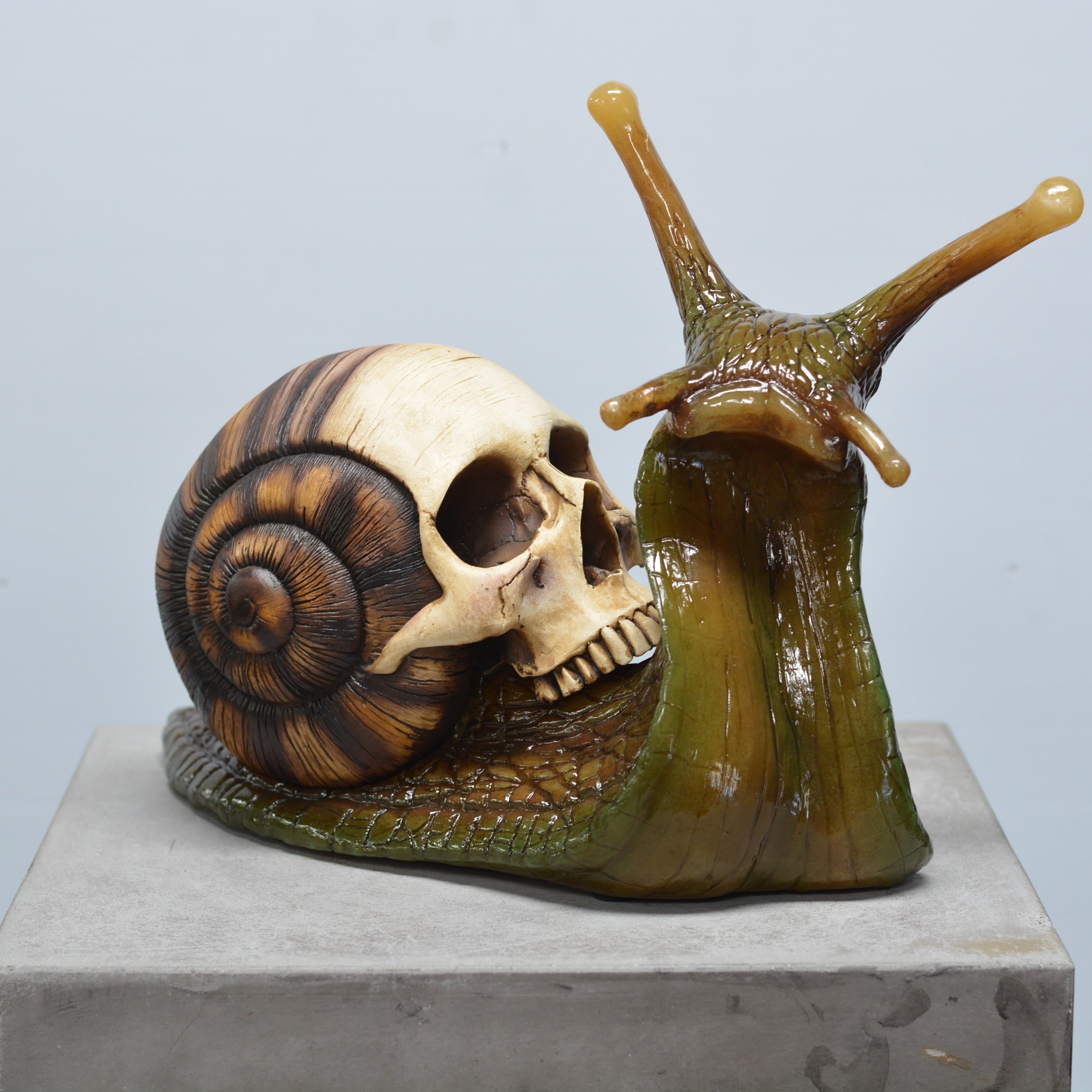 Snail Skull [SCRATCH & DENT] (1)