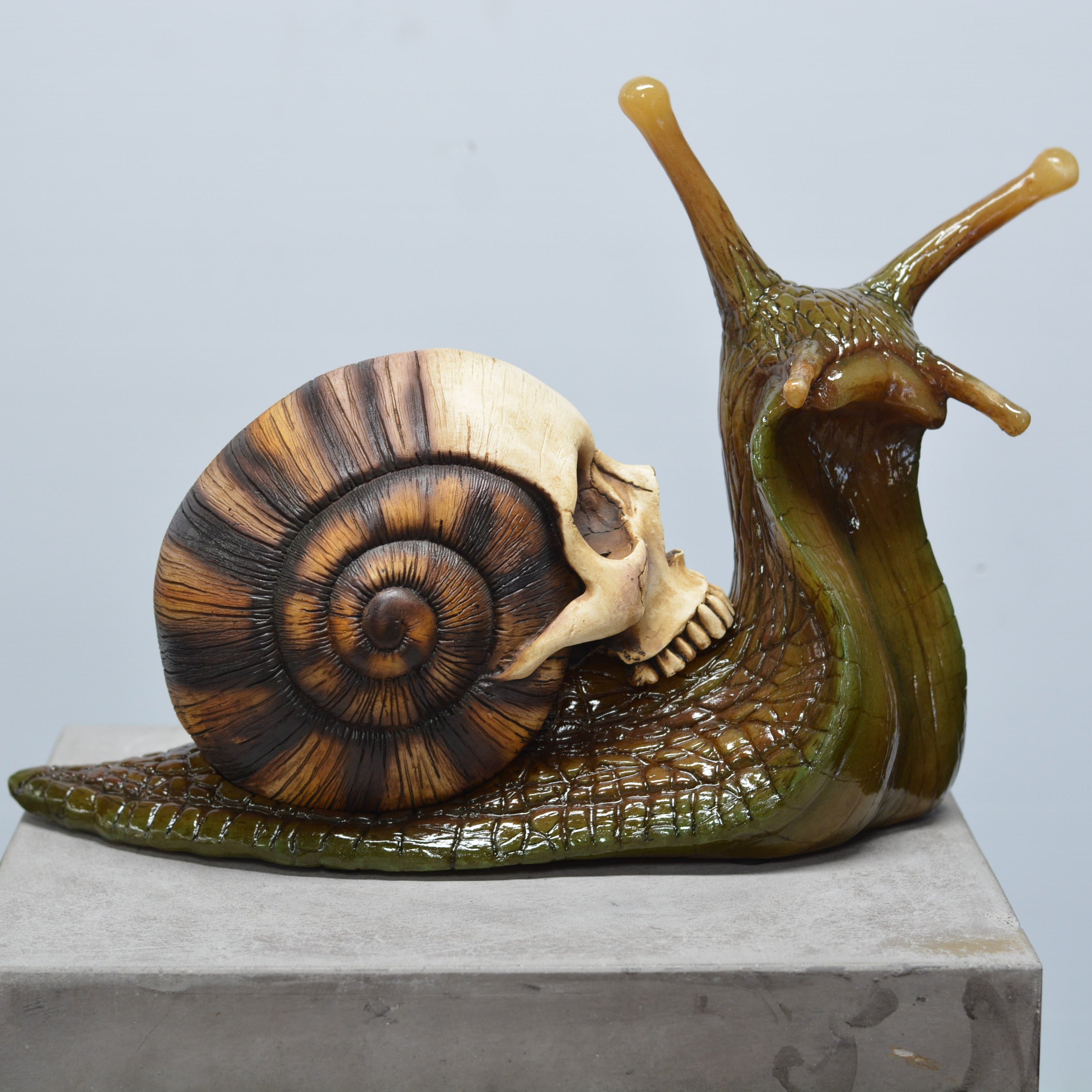 Snail Skull [SCRATCH & DENT] (1)