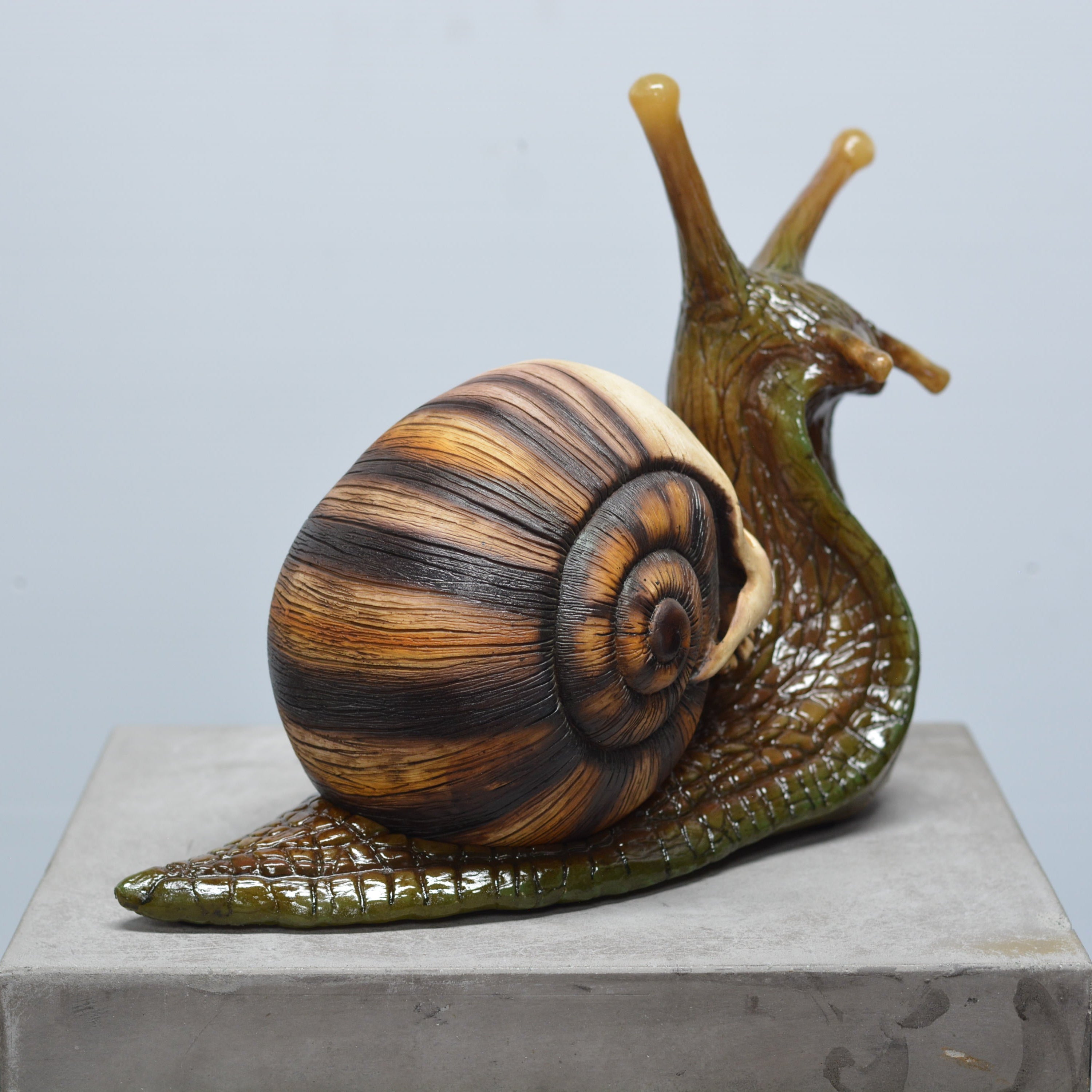 Snail Skull [SCRATCH & DENT] (1)