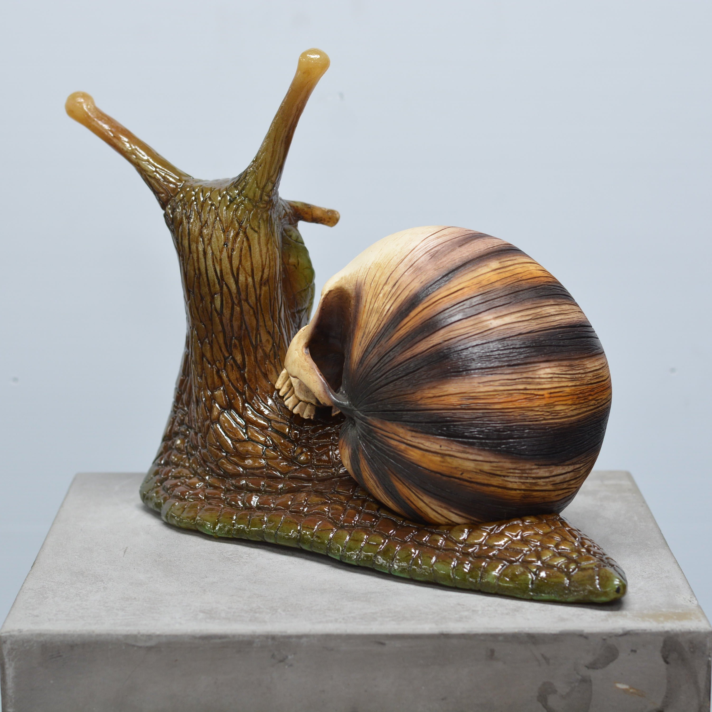 Snail Skull [SCRATCH & DENT] (1)