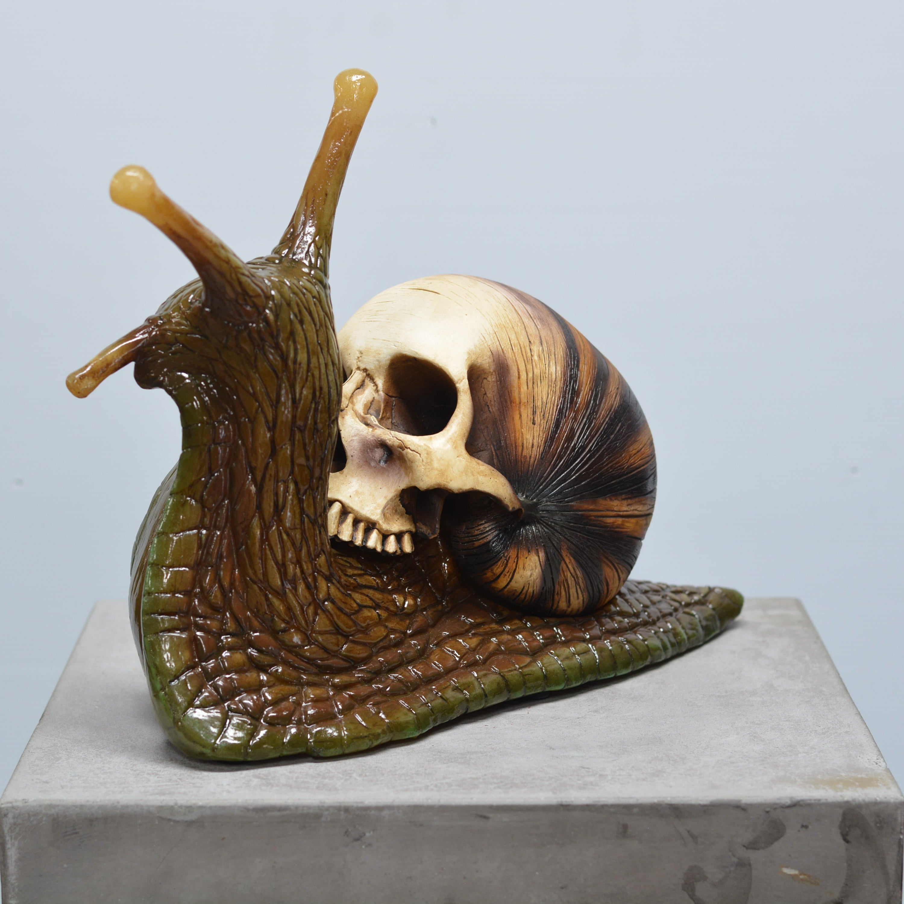 Snail Skull [SCRATCH & DENT] (1)