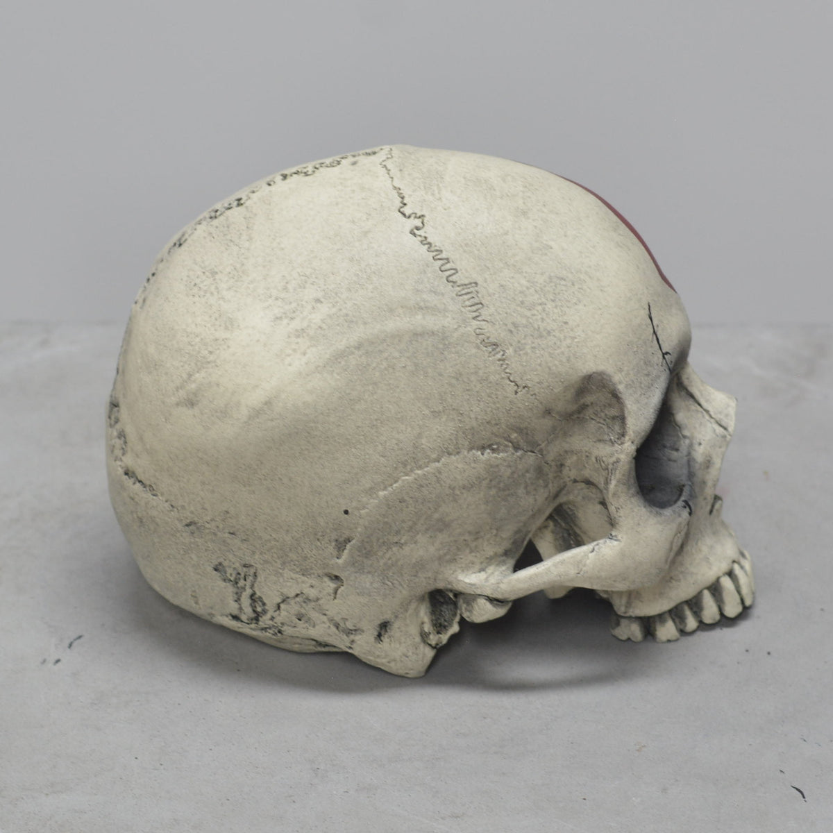 Human Skull - Marked Warrior