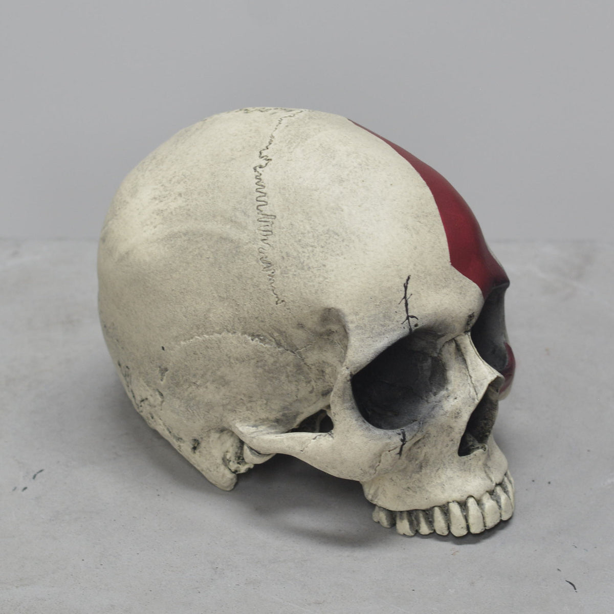 Human Skull - Marked Warrior
