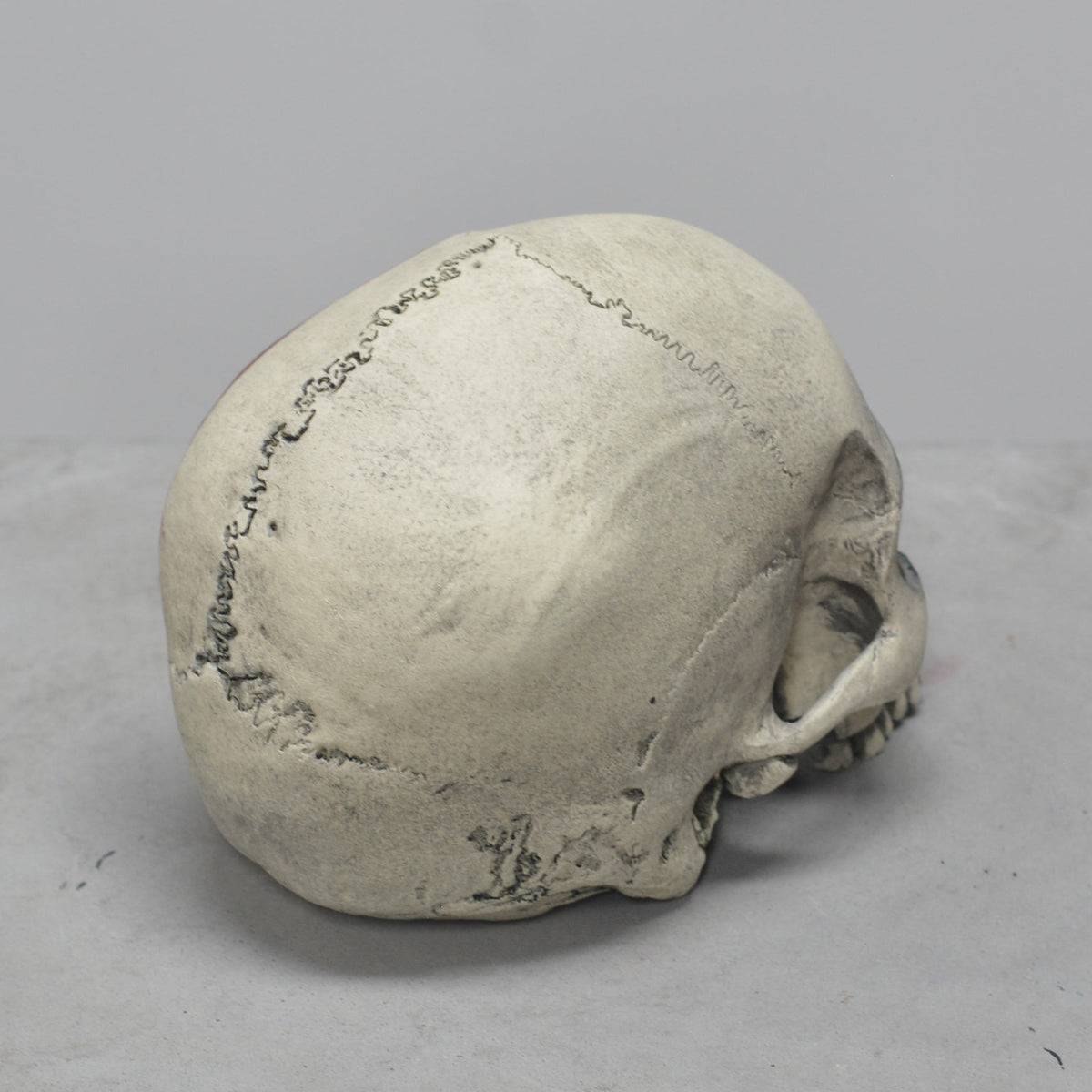 Human Skull - Marked Warrior