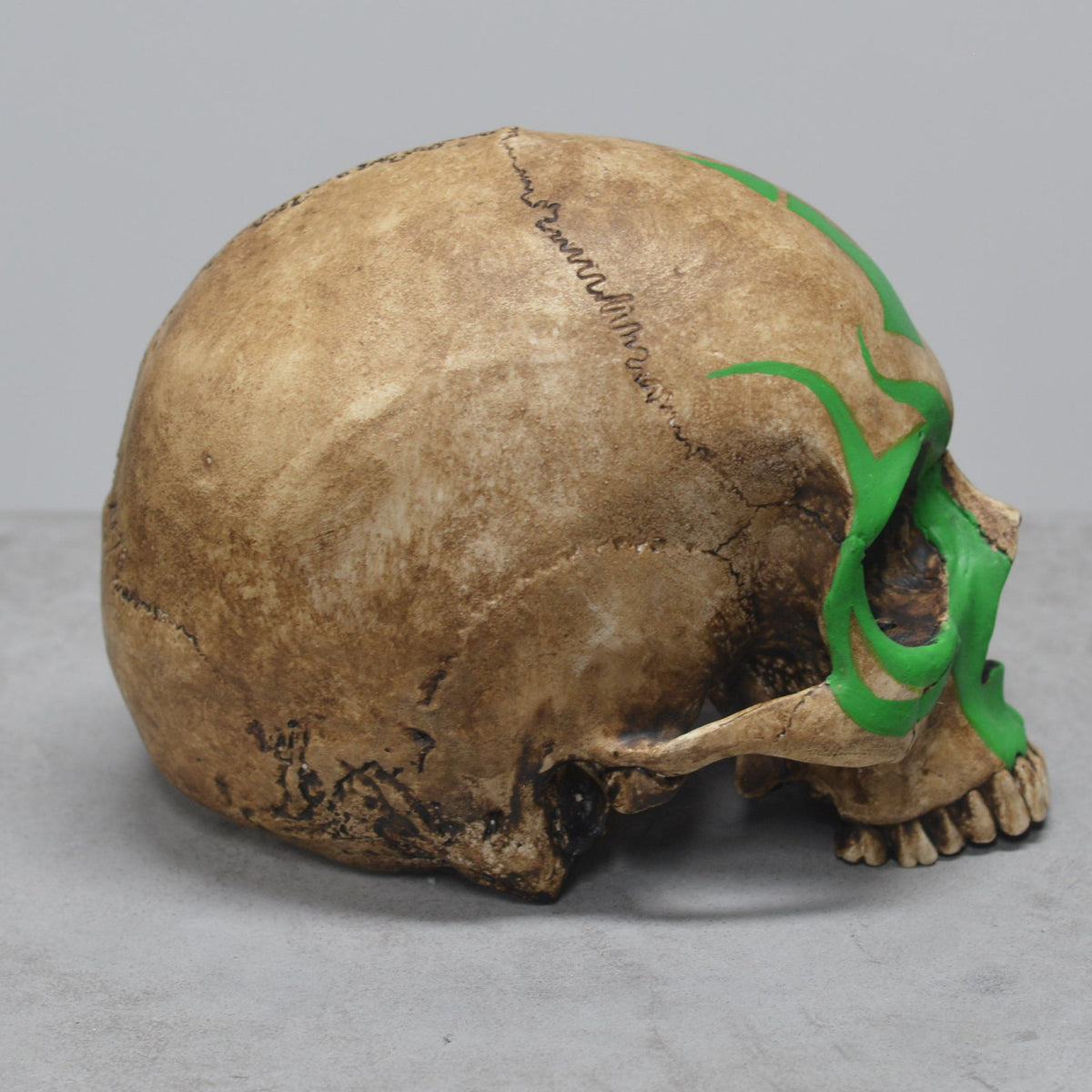 Human Skull - Shaman