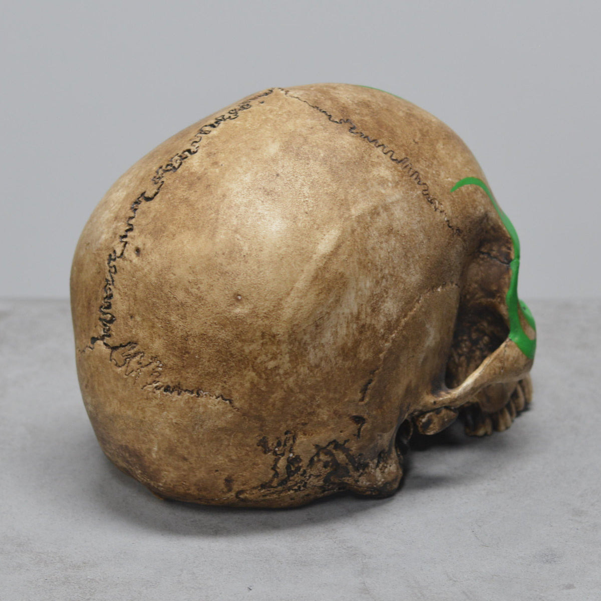 Human Skull - Shaman