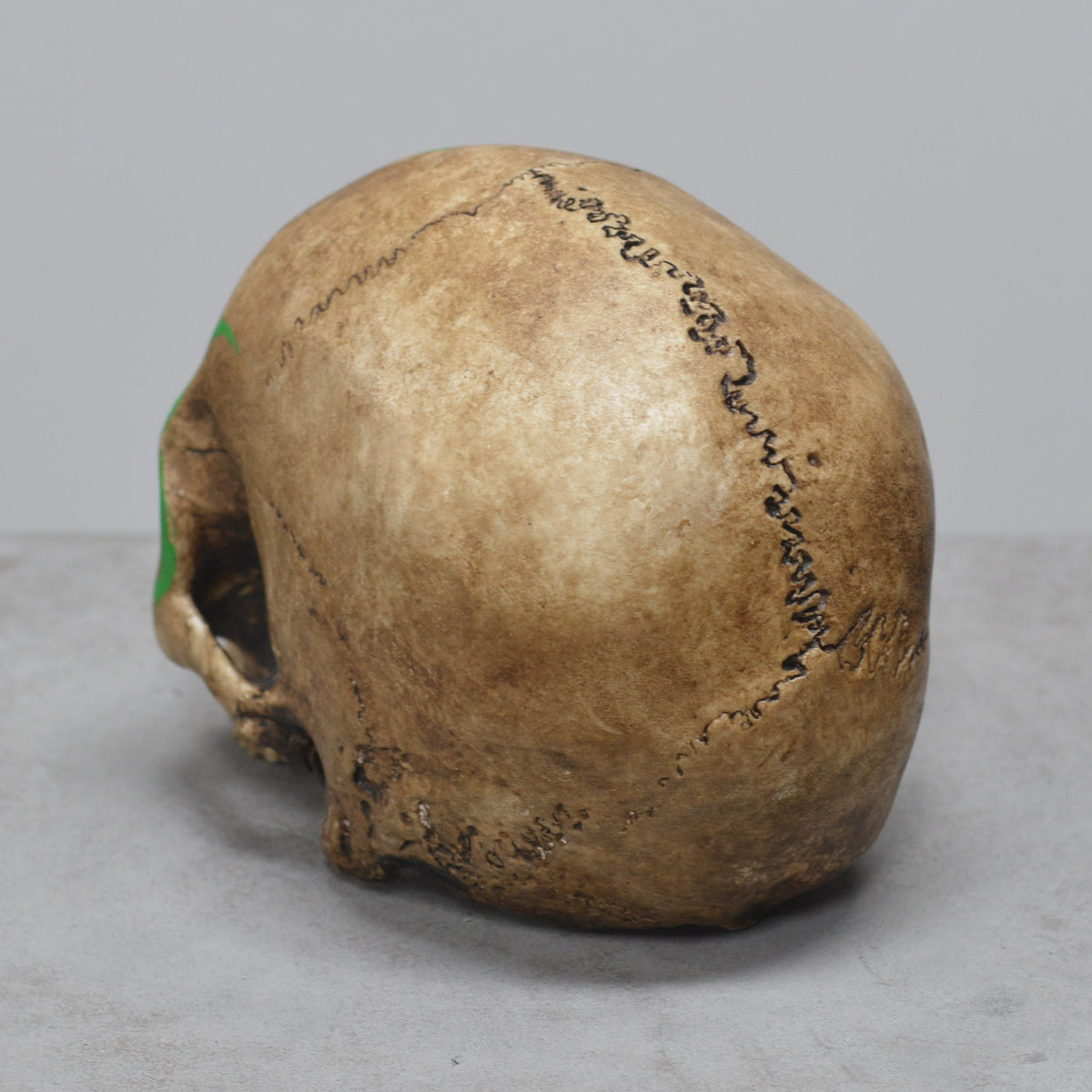 Human Skull - Shaman