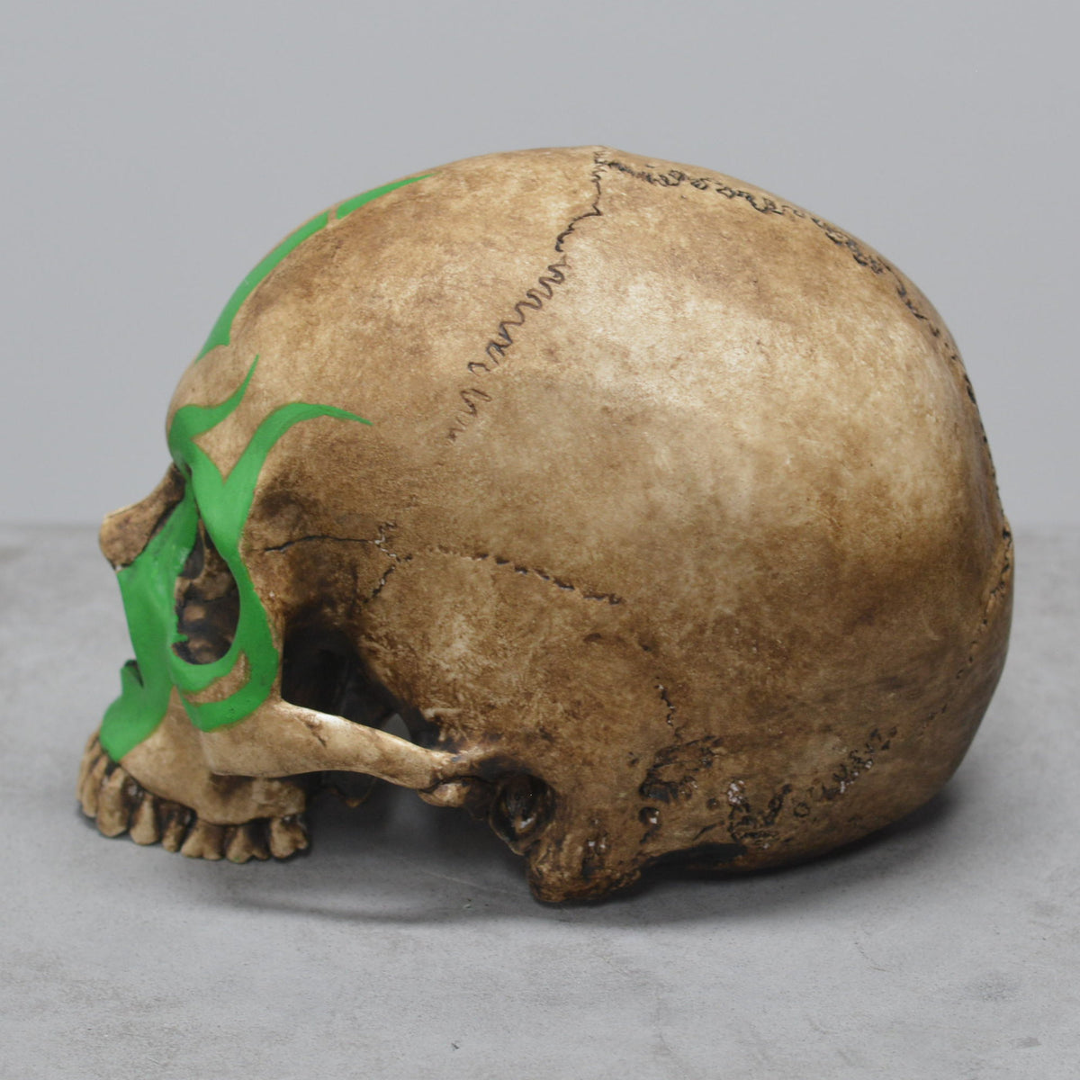 Human Skull - Shaman