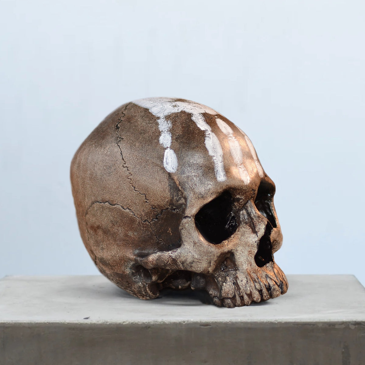 Human Skull - Marked