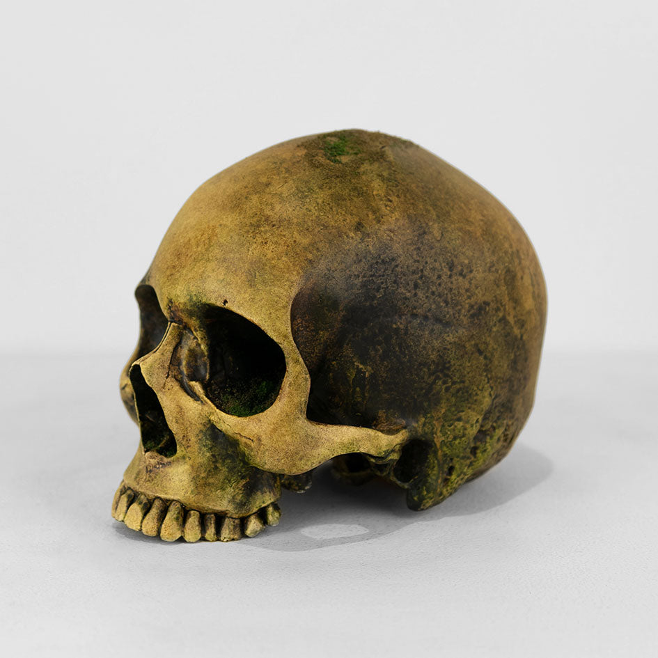 Human Skull - Jungle (Discontinued)