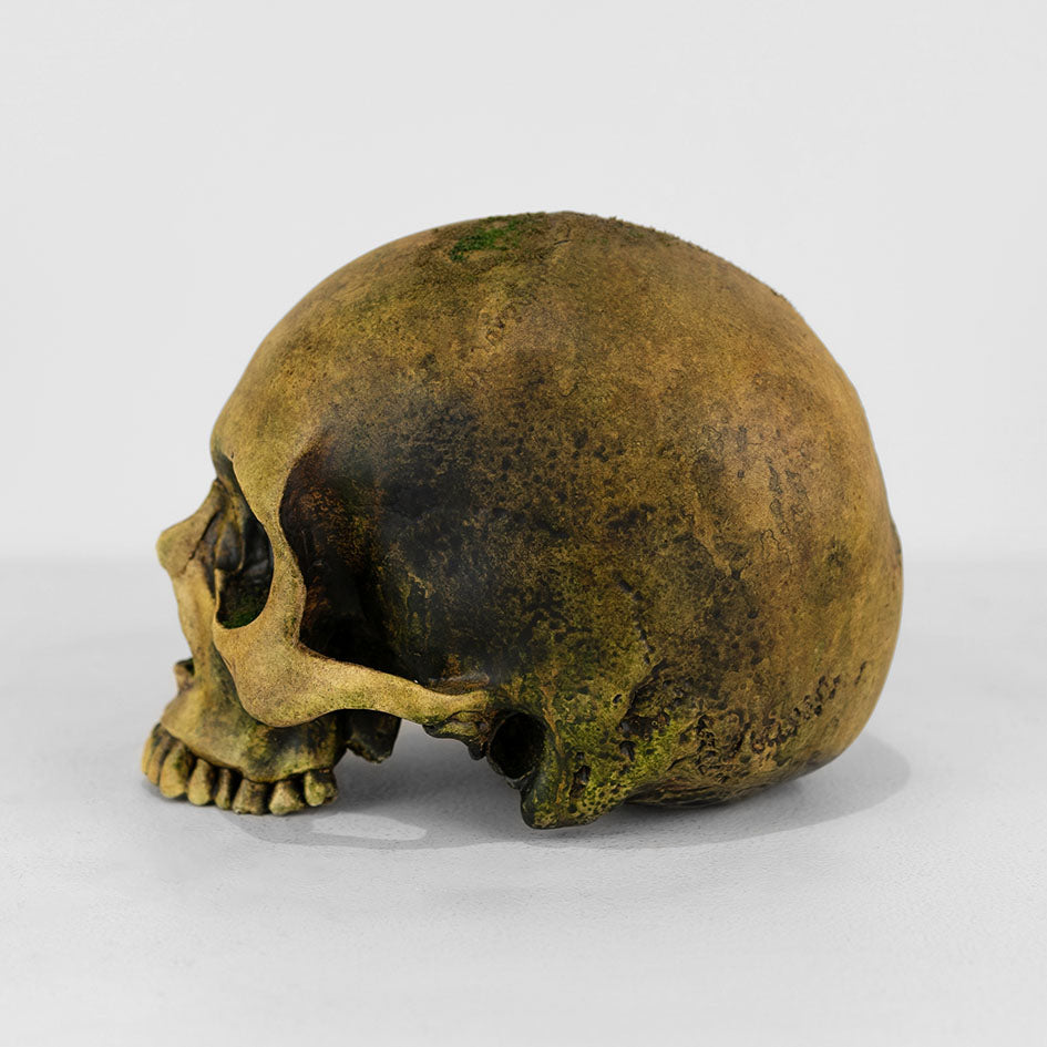 Human Skull - Jungle